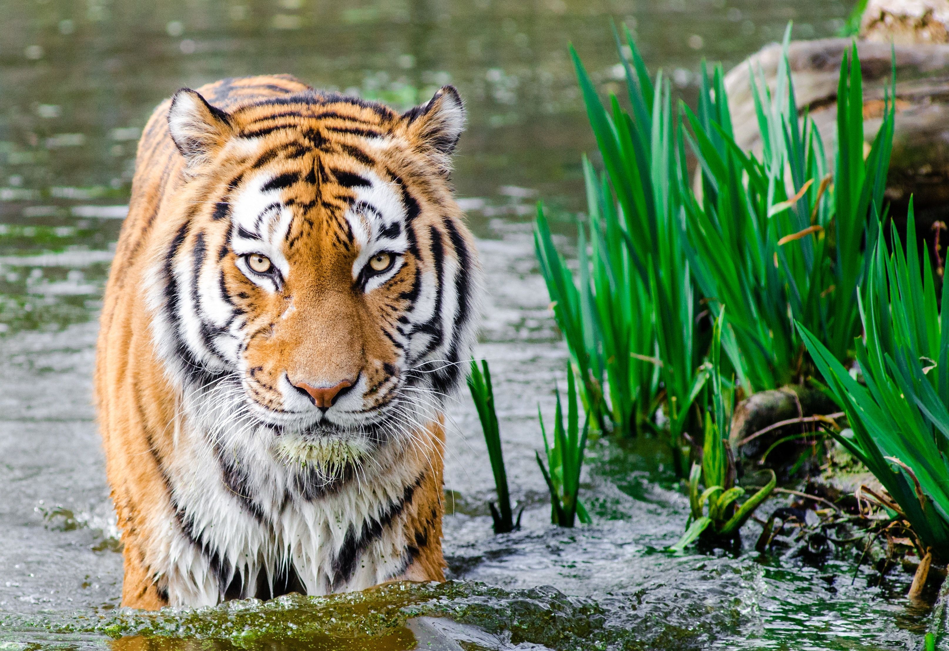Tiger 4K wallpaper for your desktop or mobile screen free and easy to download
