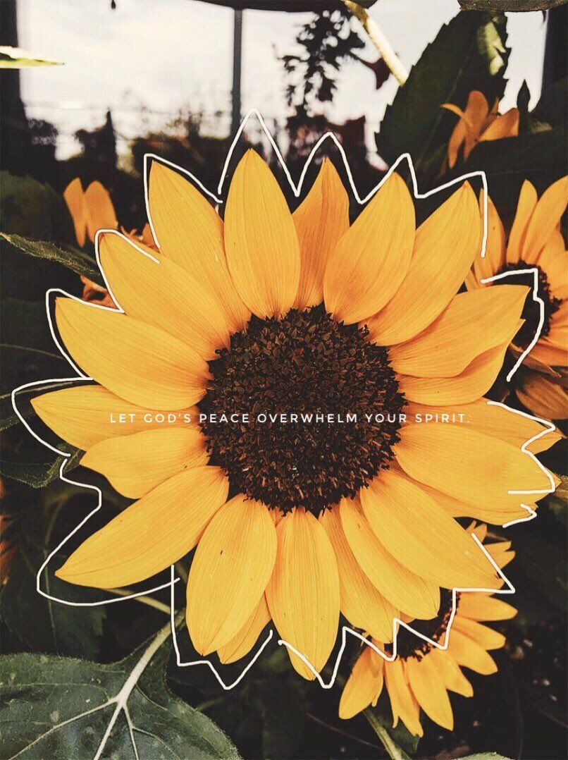 S. on Twitter. Sunflower wallpaper, Yellow aesthetic, Aesthetic wallpaper