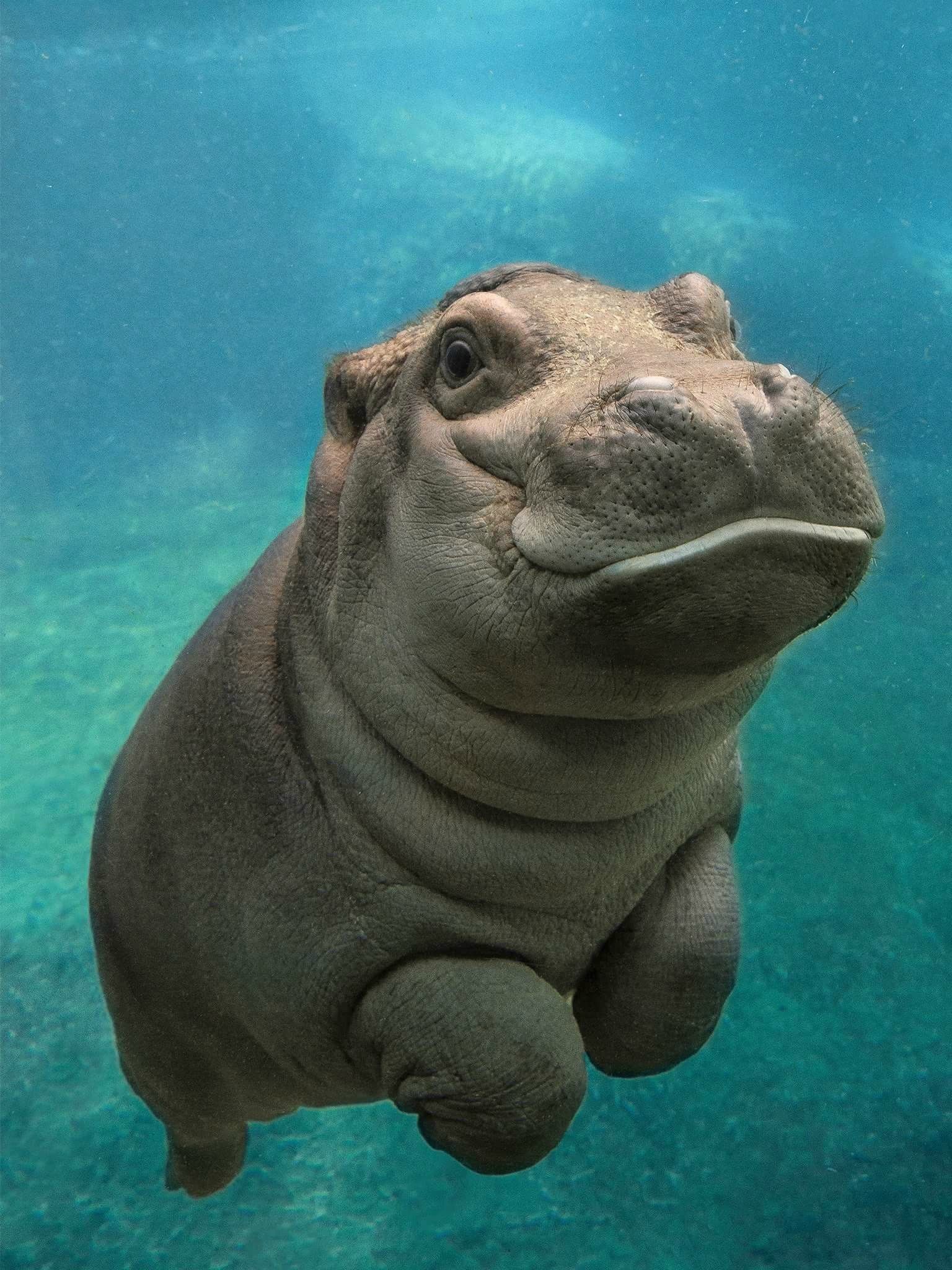 Hippo Wallpaper