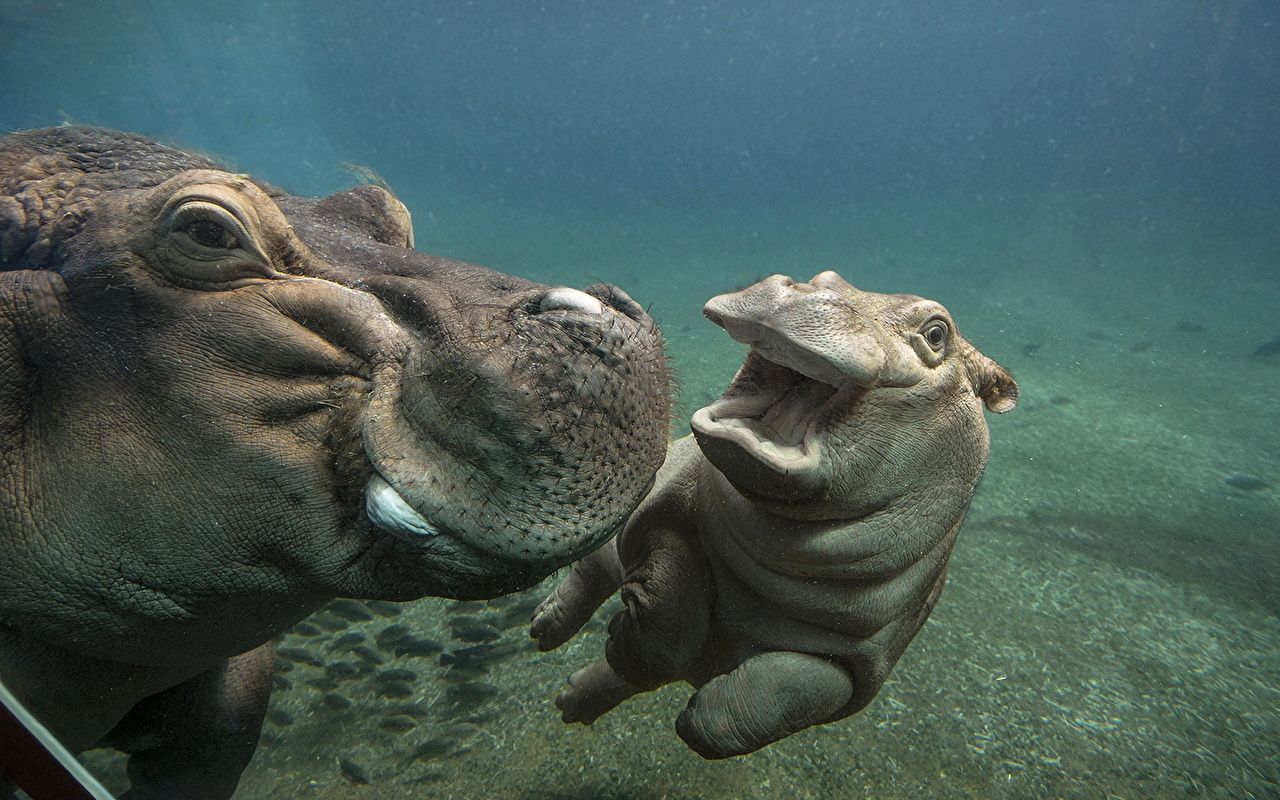 Desktop Wallpaper Hippos Underwater world Cubs 2 animal
