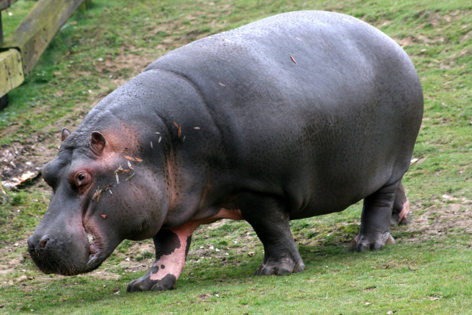 Free download Hippos Wallpaper9 [1600x1069]