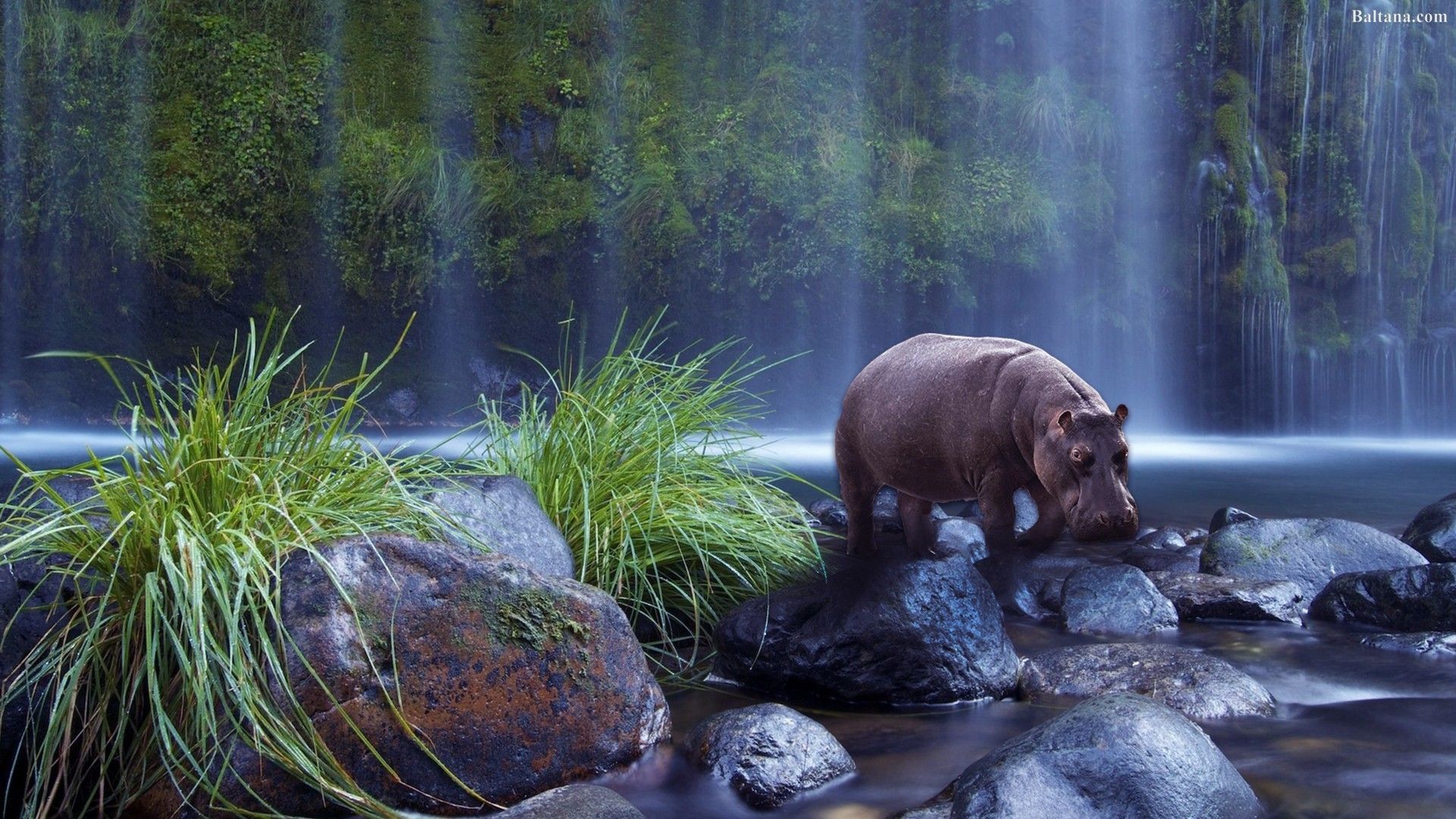 Hippos Wallpapers - Wallpaper Cave