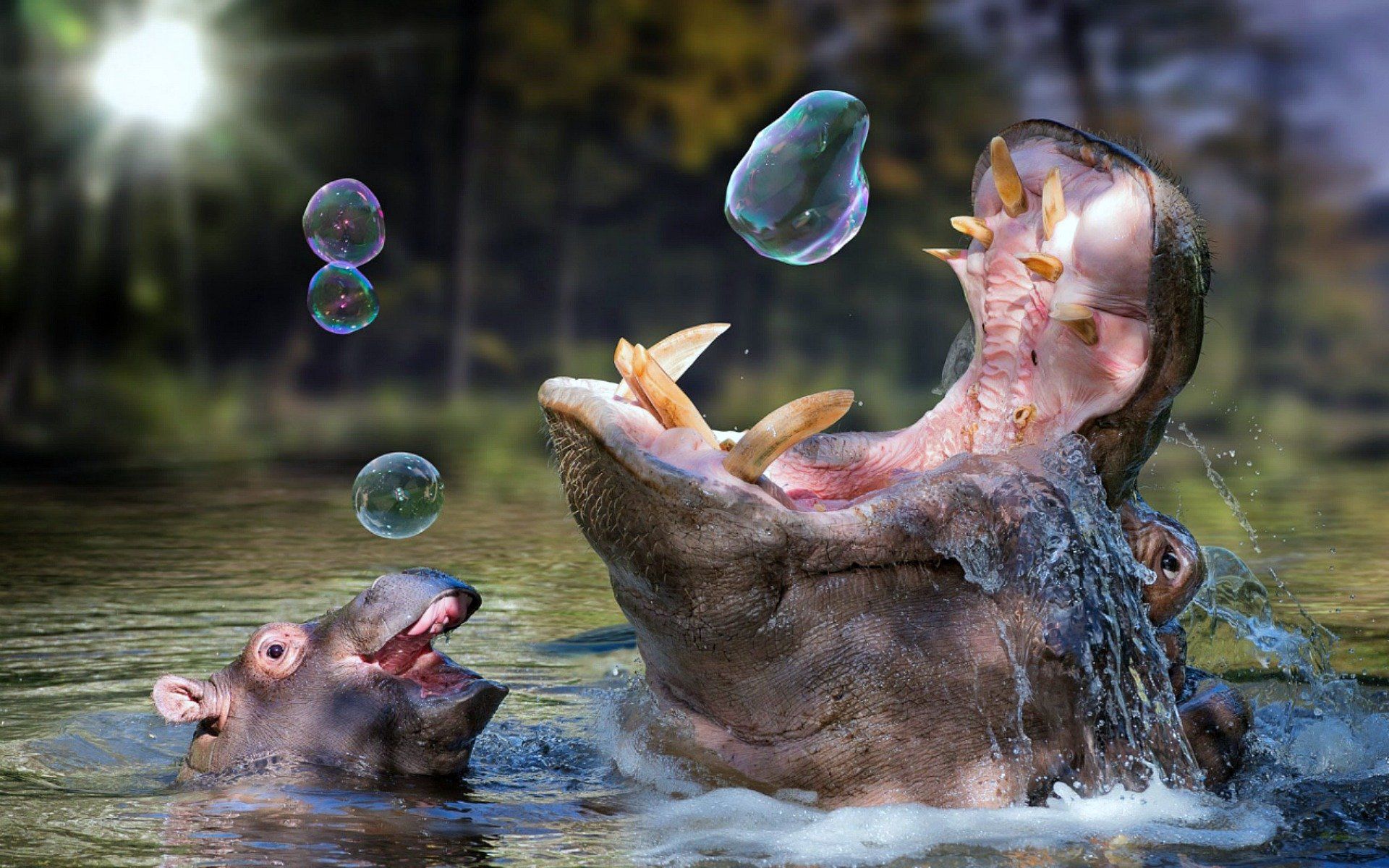 Hippos 4K wallpaper for your desktop or mobile screen free