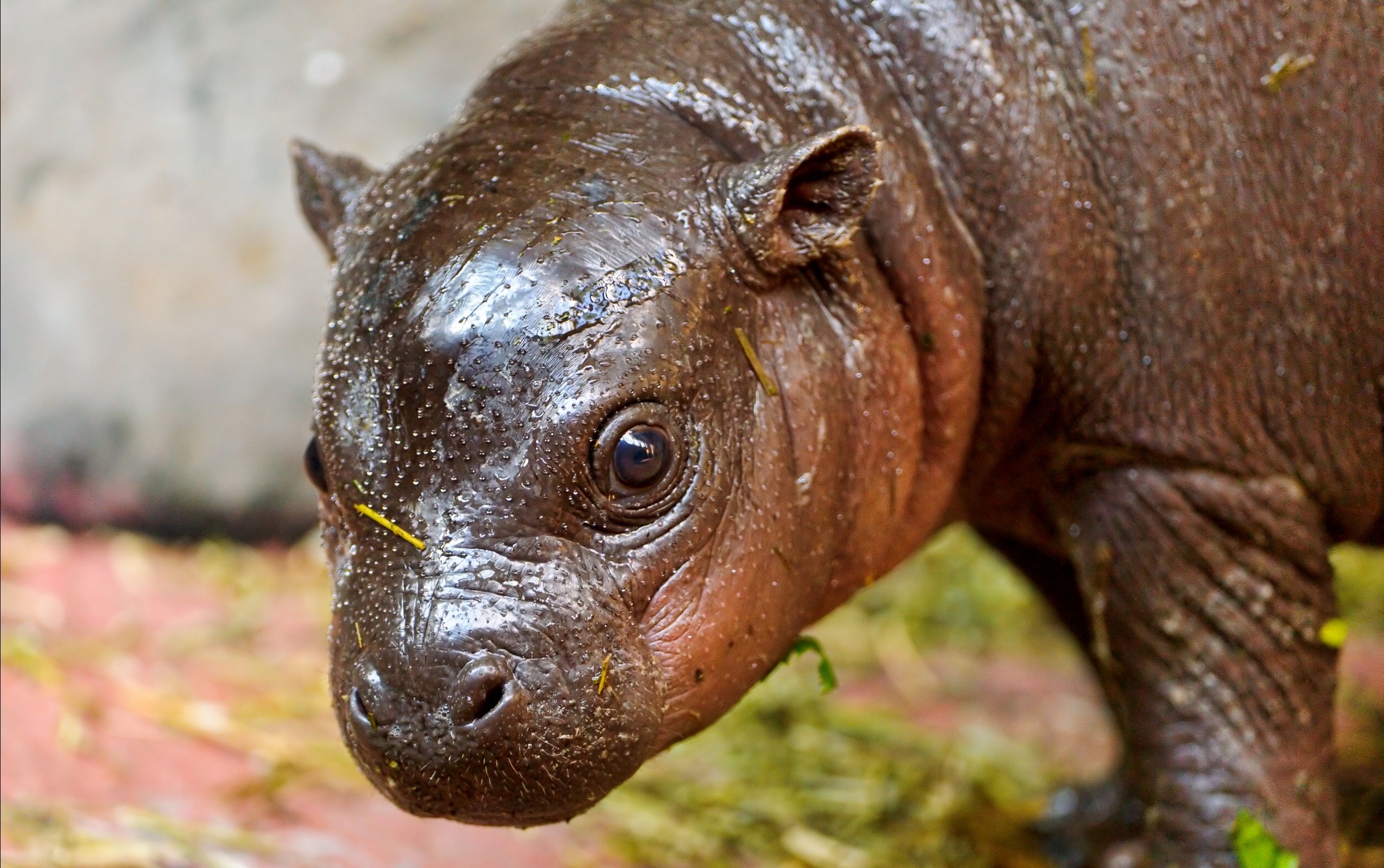Baby Hippo Wallpaper