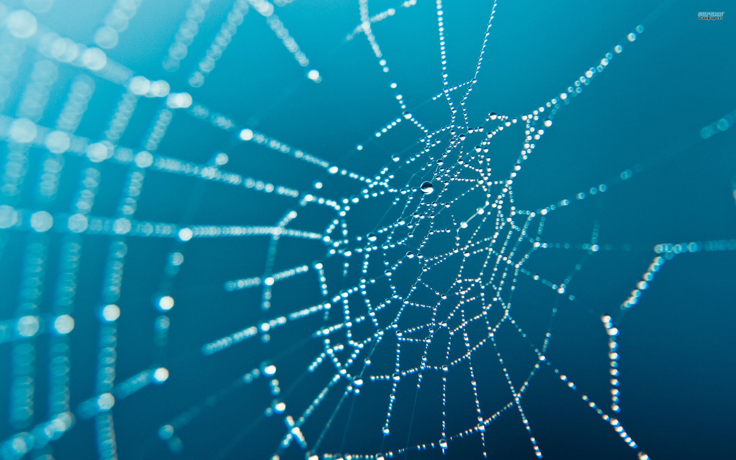 Spider Web wallpaperx1600
