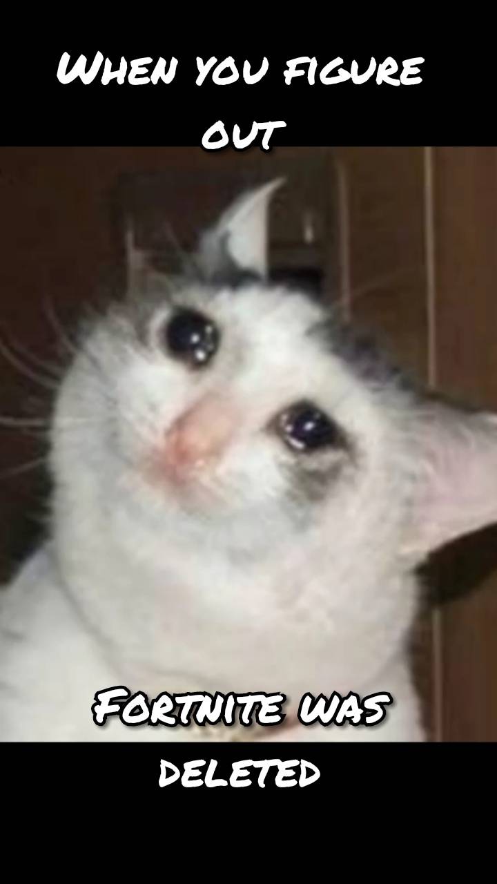 Sad Cat Meme With Phone. It's Meme Cats