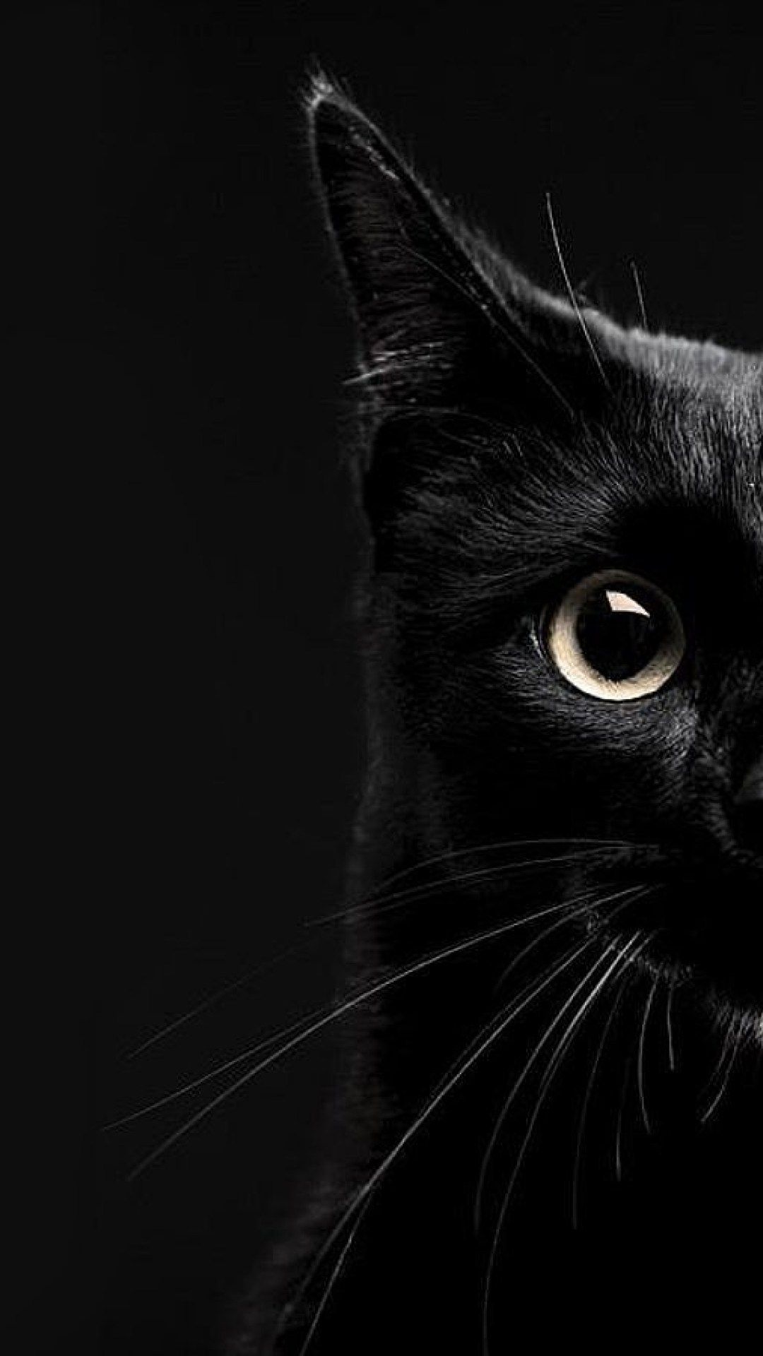 Black Cat Wallpaper iPhone, Picture