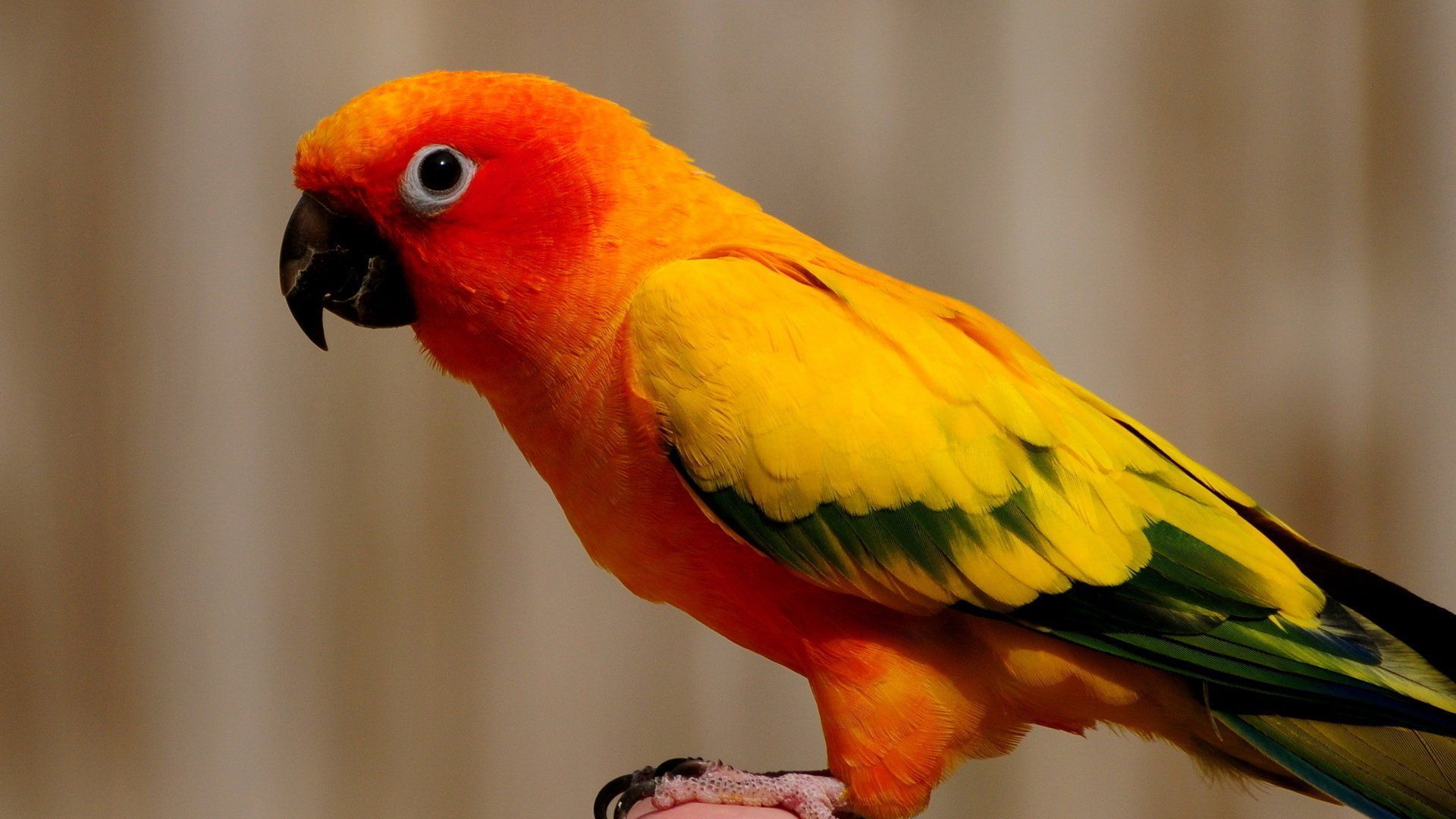 Conure Wallpaper