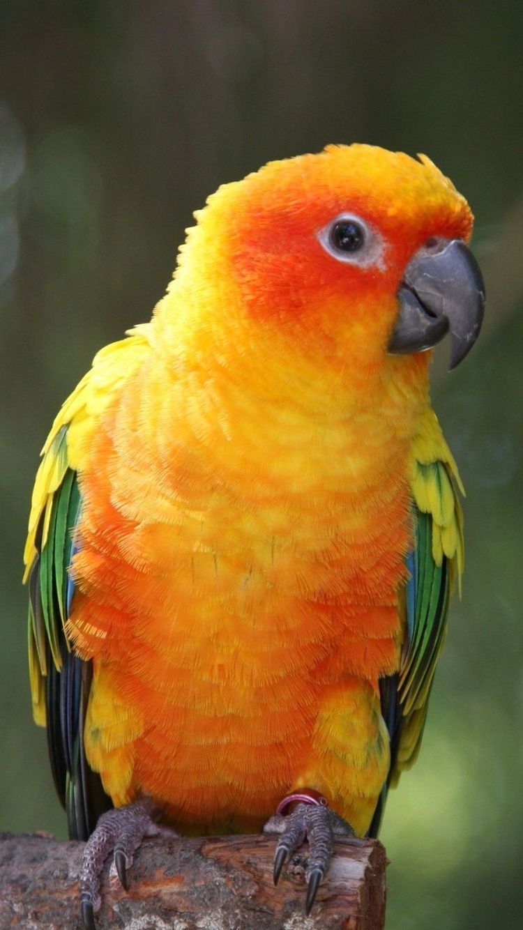 Parrot birds art colorful tablet Sun Conure HD wallpaper  Pxfuel