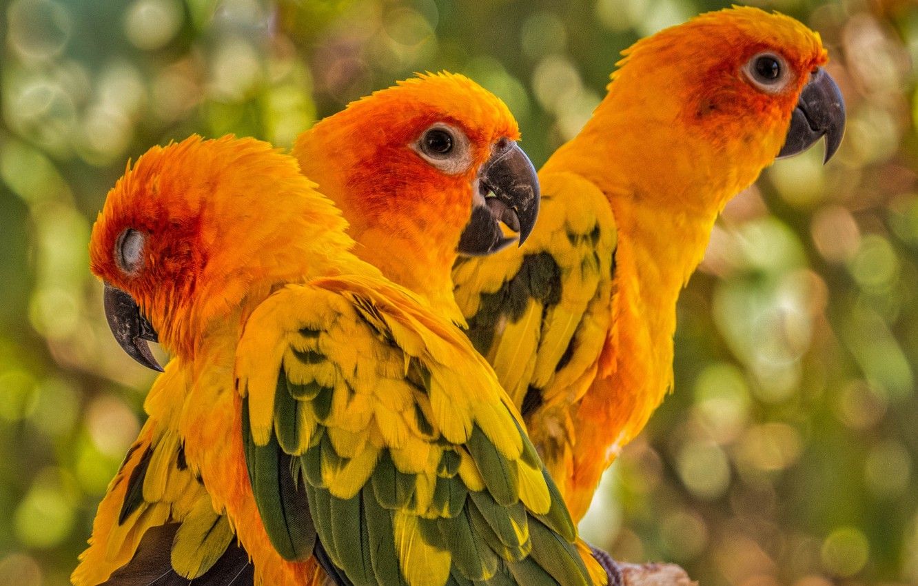 Sun Conure Wallpapers - Wallpaper Cave