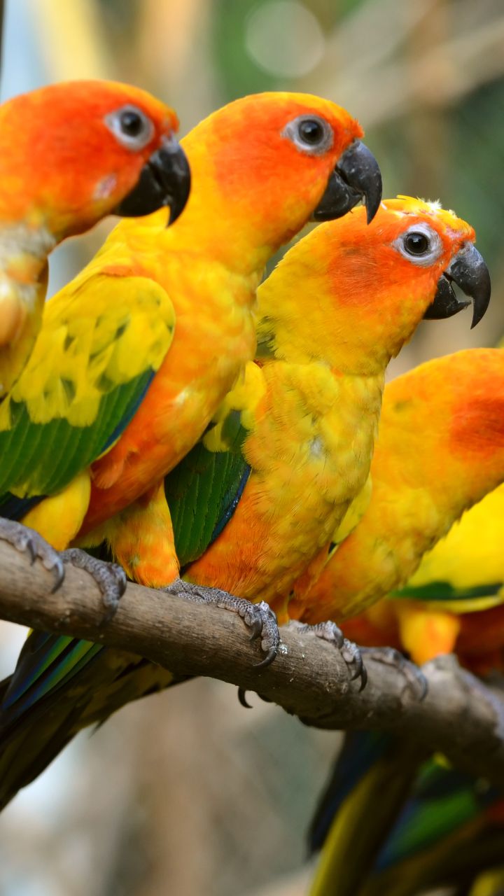 Sun Conure Wallpapers - Wallpaper Cave