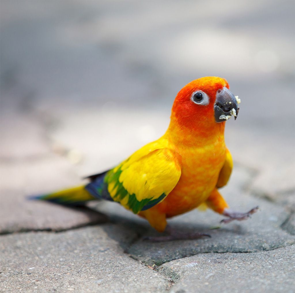 Sun Conure Wallpapers - Wallpaper Cave