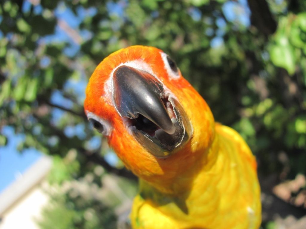 Sun Conure Wallpapers - Wallpaper Cave