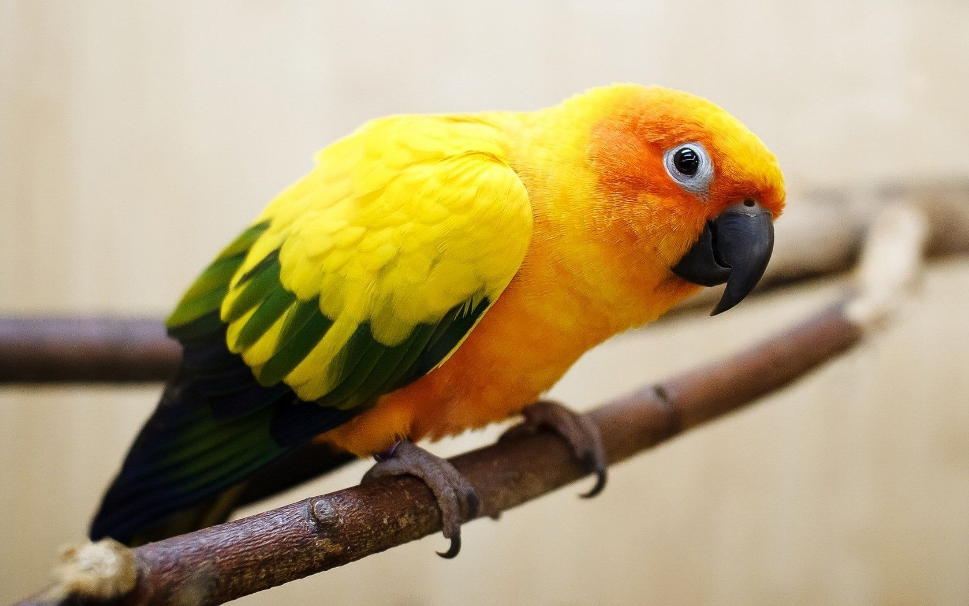 Sun Conure Wallpapers - Wallpaper Cave