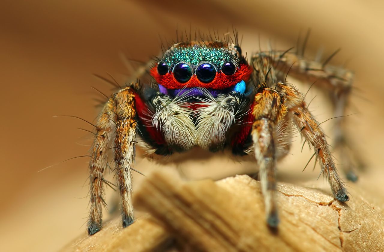 Desktop Wallpaper Jumping spider Spiders Insects Eyes Animals