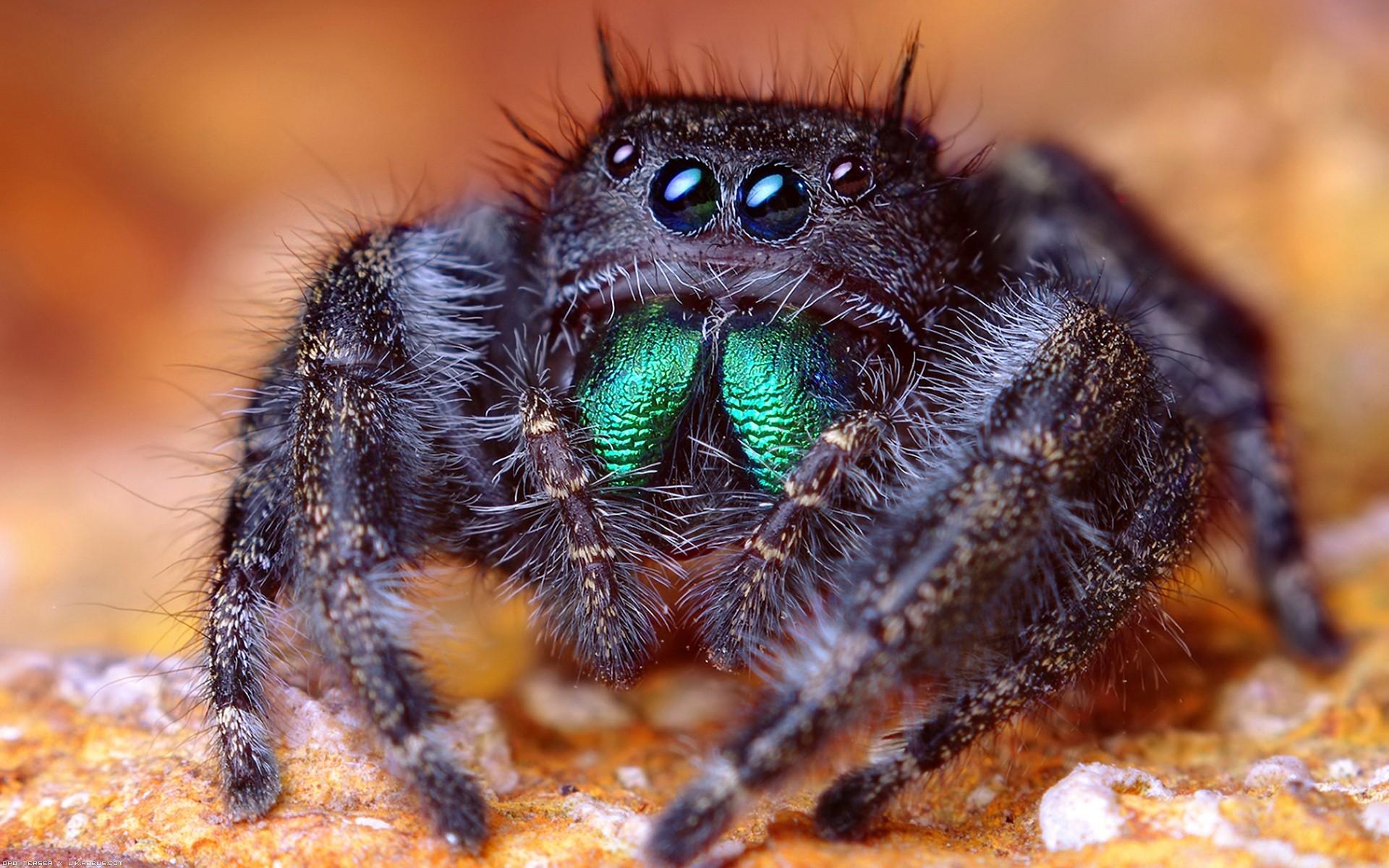 Desktop Wallpaper Jumping spider Spiders Insects animal