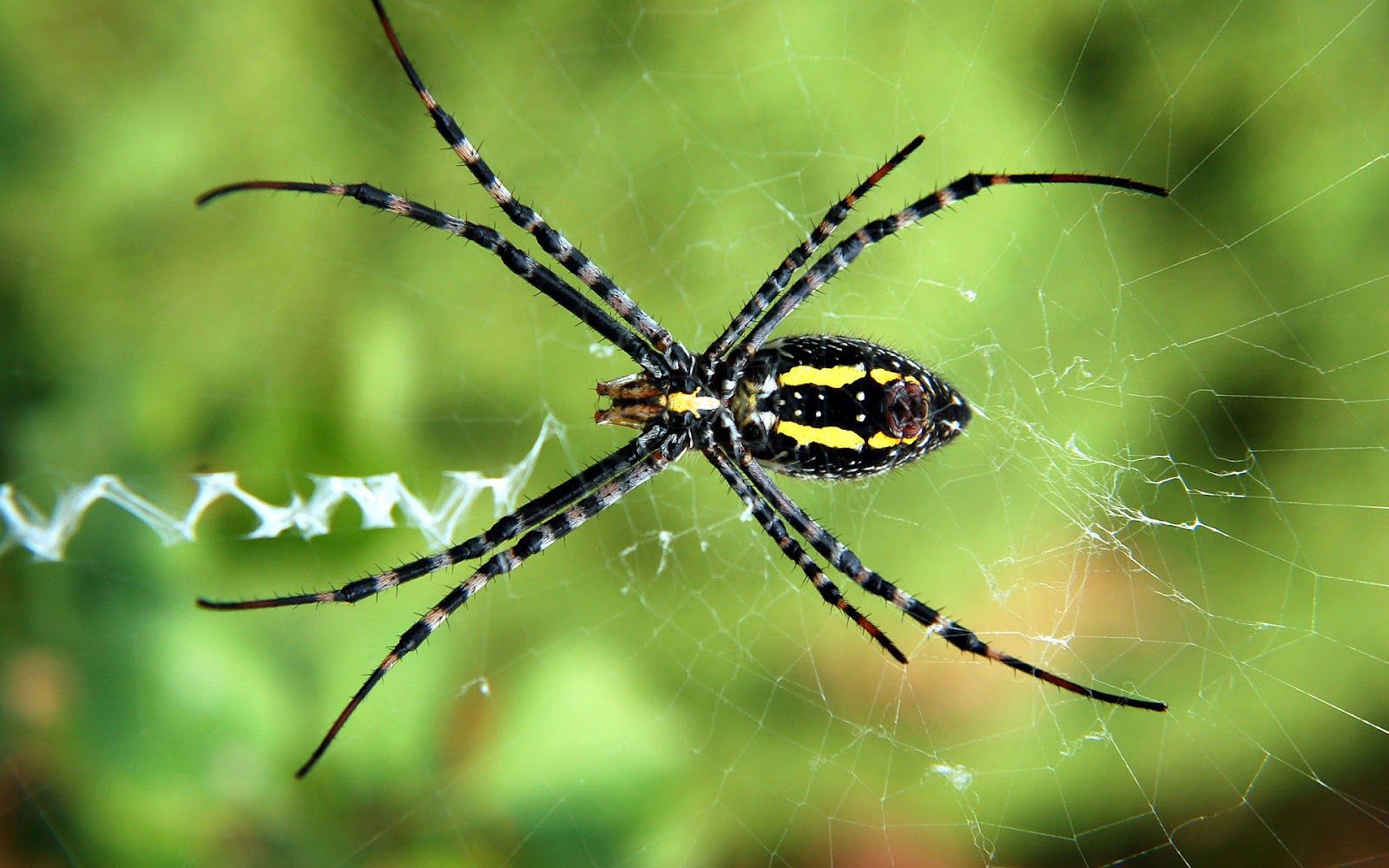 Wallpaper with a spider in the web. HD Animals Wallpaper