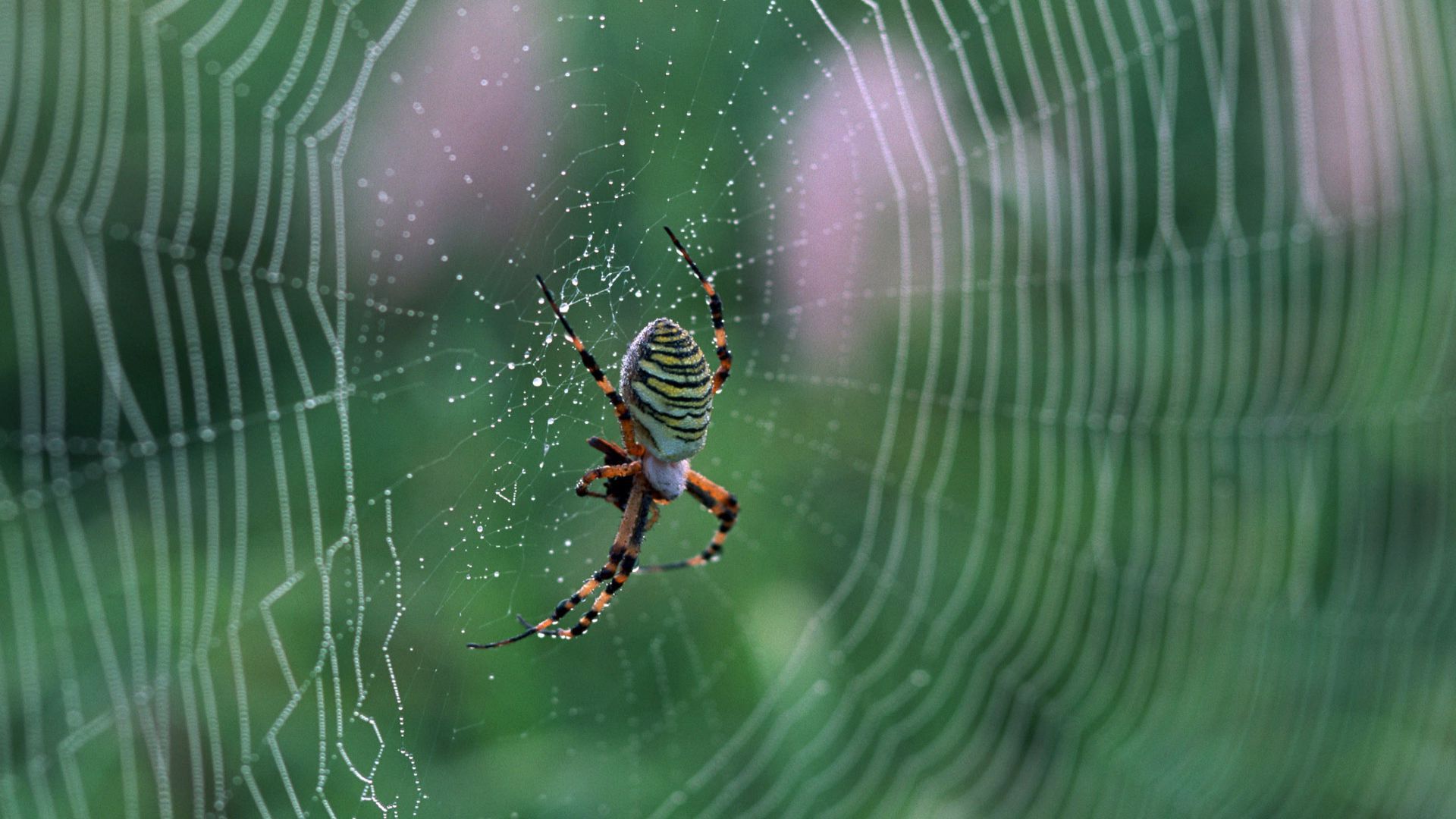 Spider Animal HD Wallpaper Live Wallpaper HD