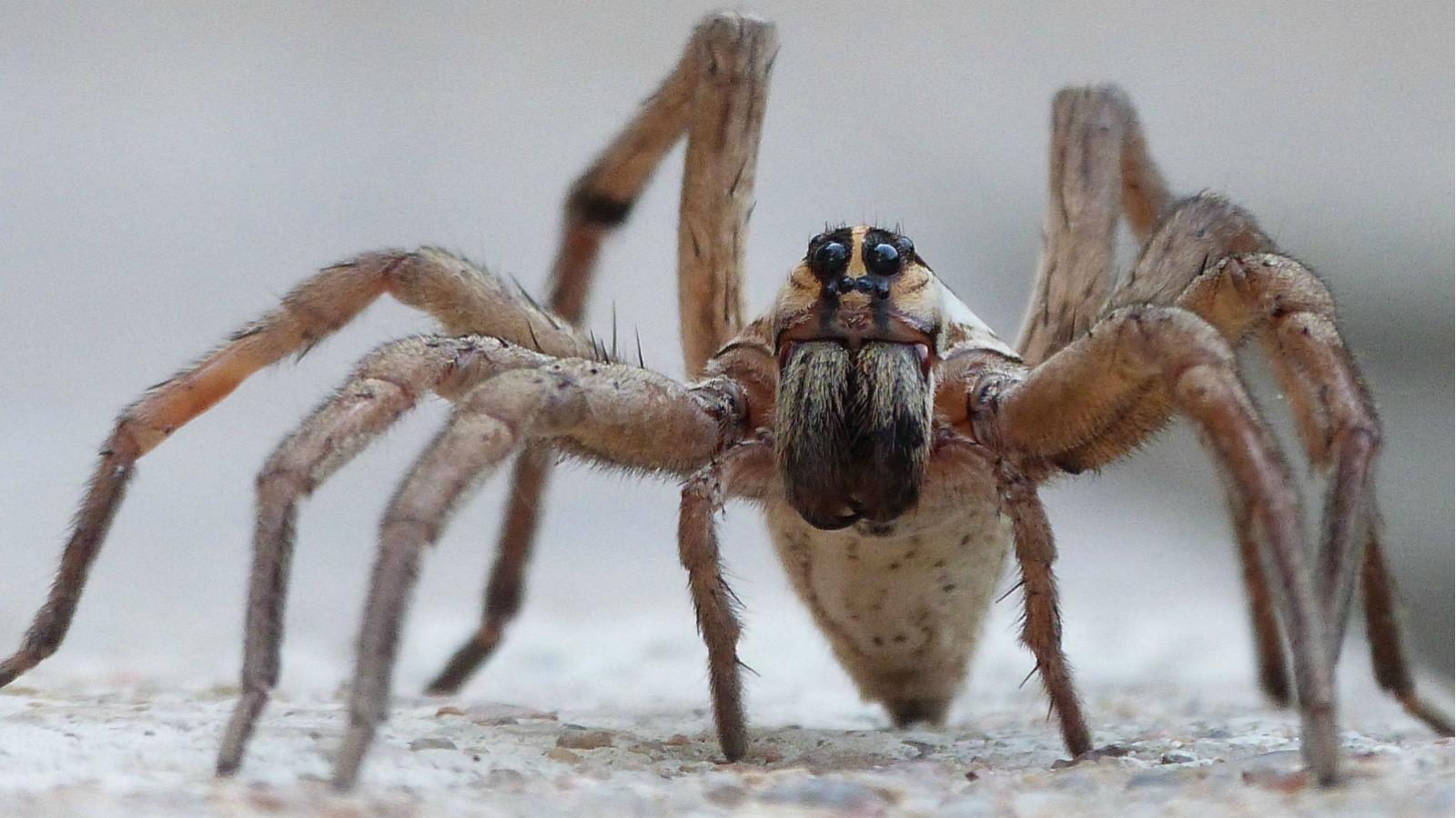 Animal Spider Wallpaper