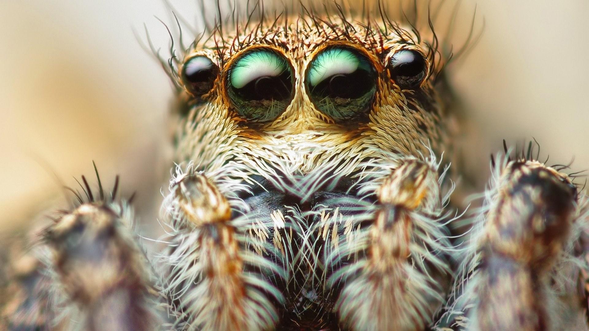 Picture Jumping spider Spiders Eyes Animals