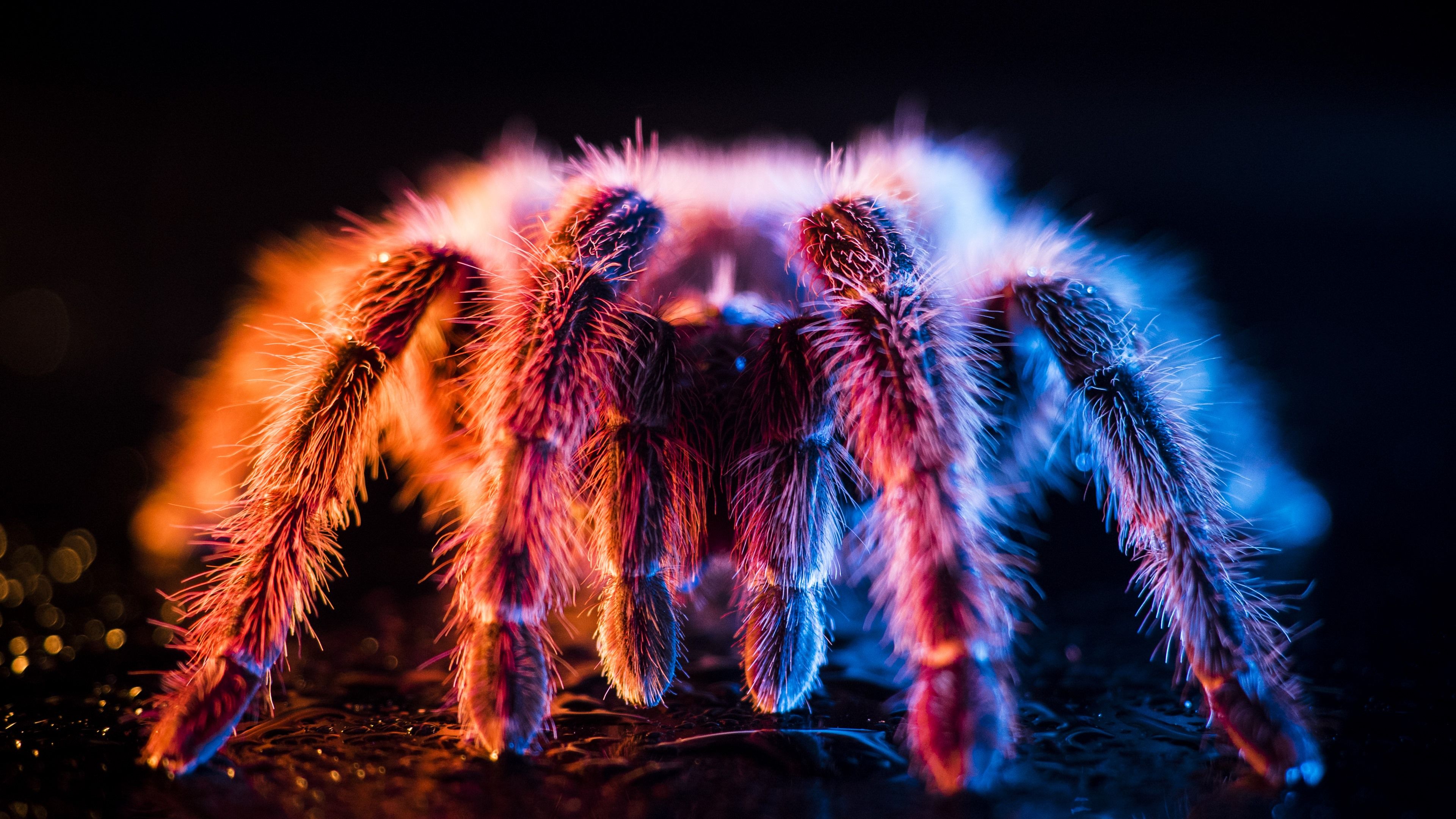 Wallpaper Beautiful spider, light, fluff 3840x2160 UHD 4K Picture