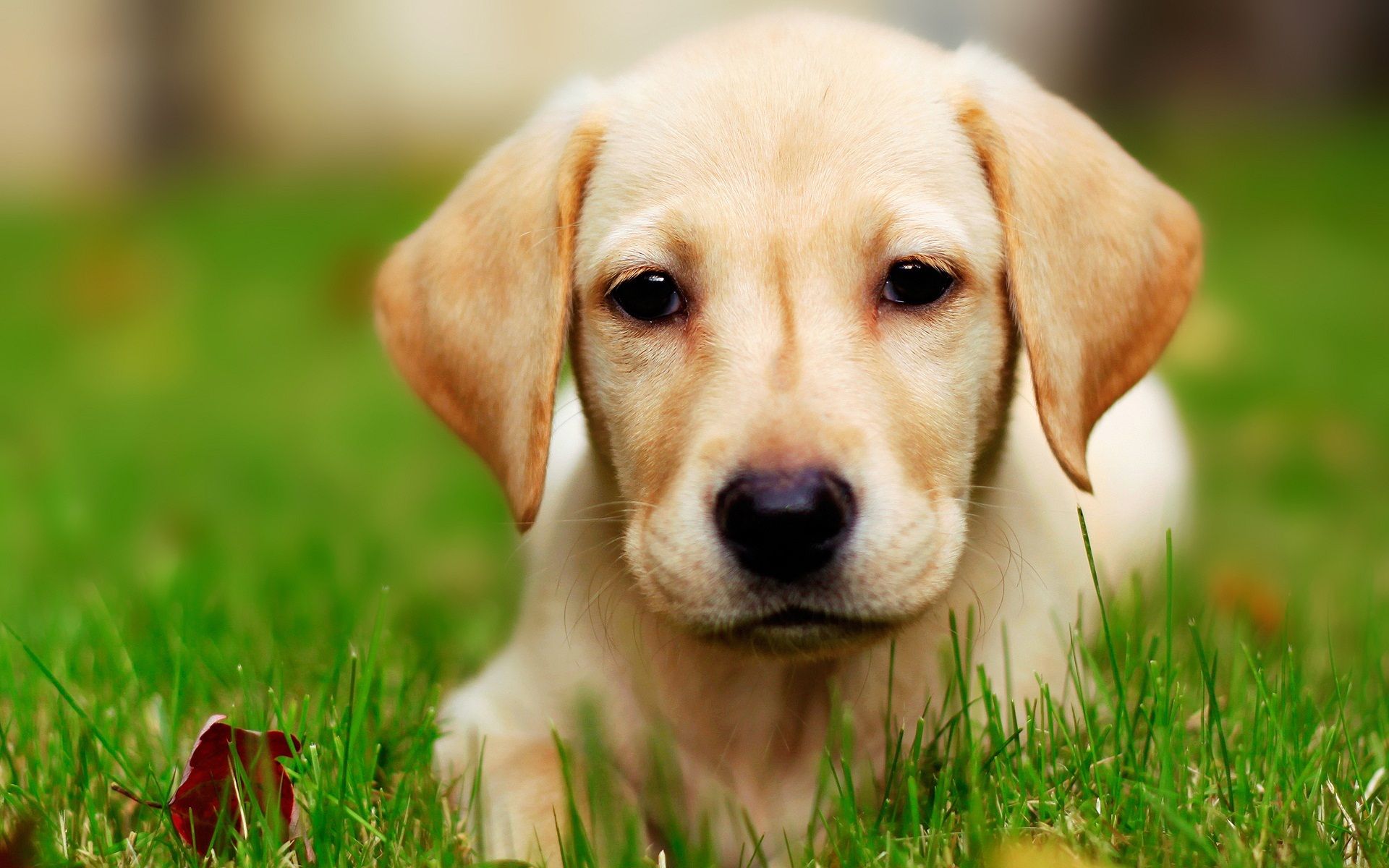 Cute Labrador Puppy / Good