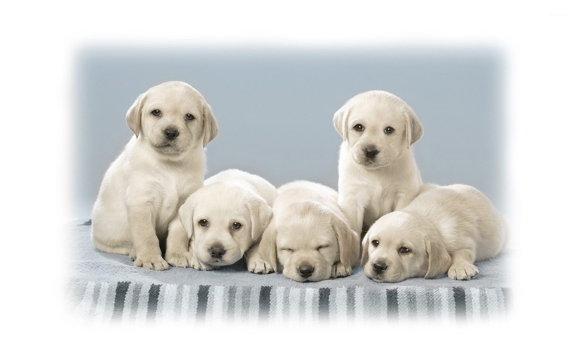 Cute labrador puppies wallpaper wallpaper