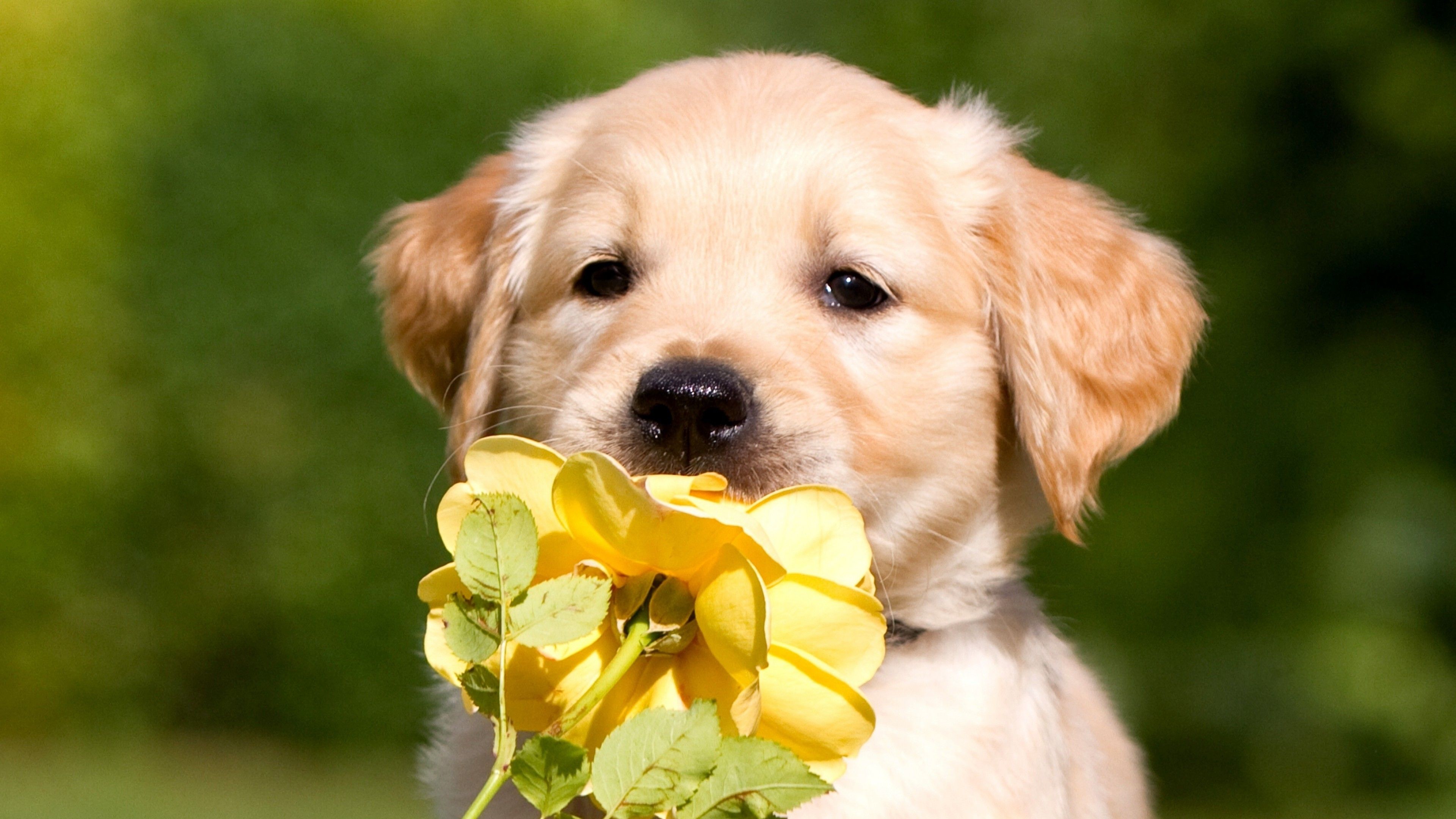 Retriever Puppy Petals, HD Animals, 4k Wallpaper, Image