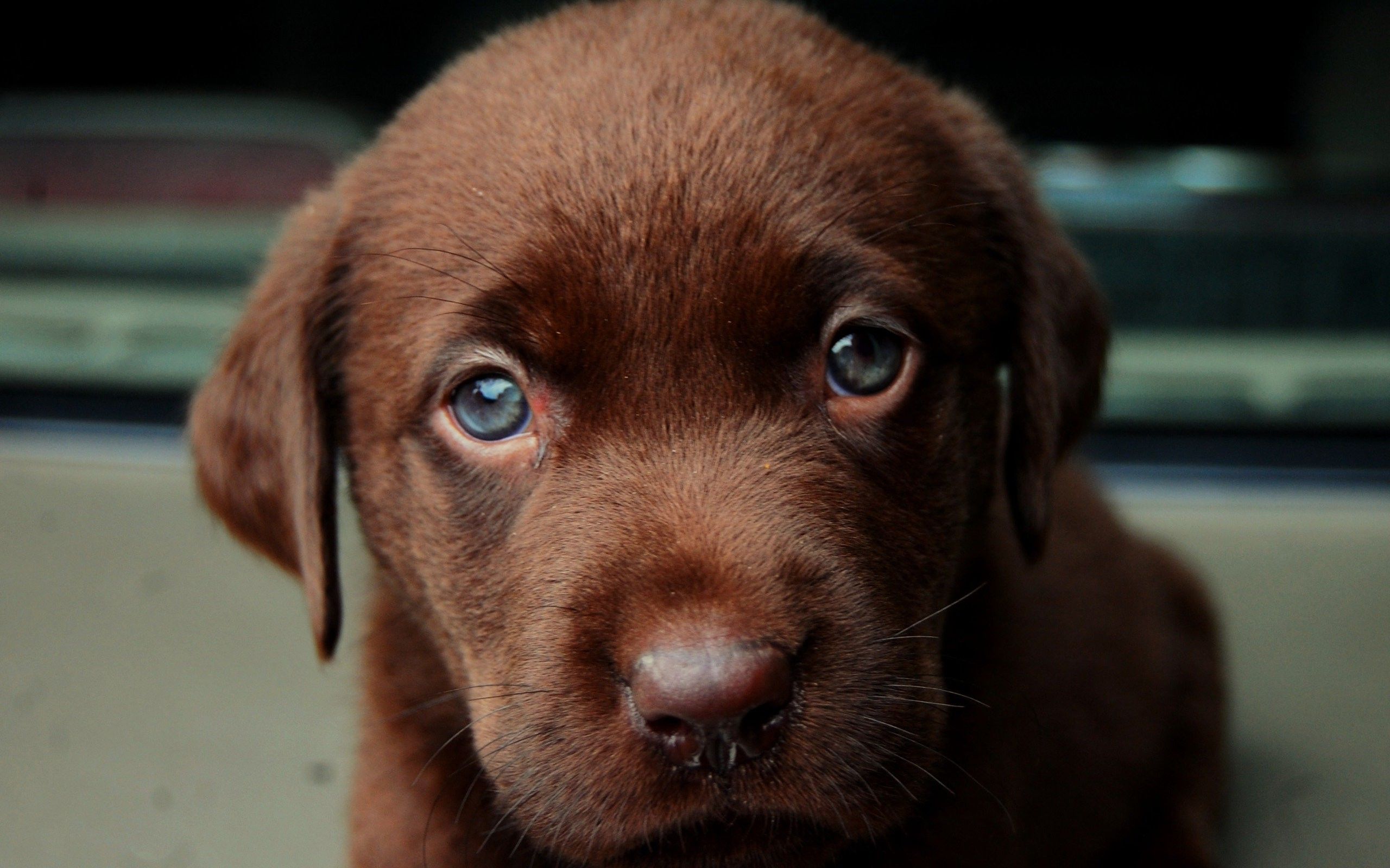 animals, Dog, Labrador Retriever, Puppies Wallpaper HD / Desktop and Mobile Background