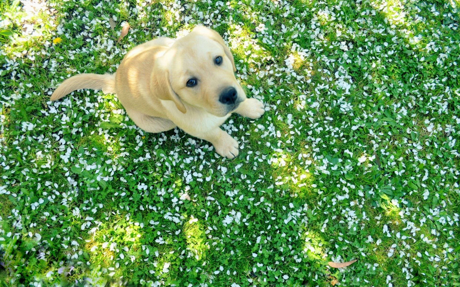 Labrador Puppy, HD Animals, 4k Wallpaper, Image, Background