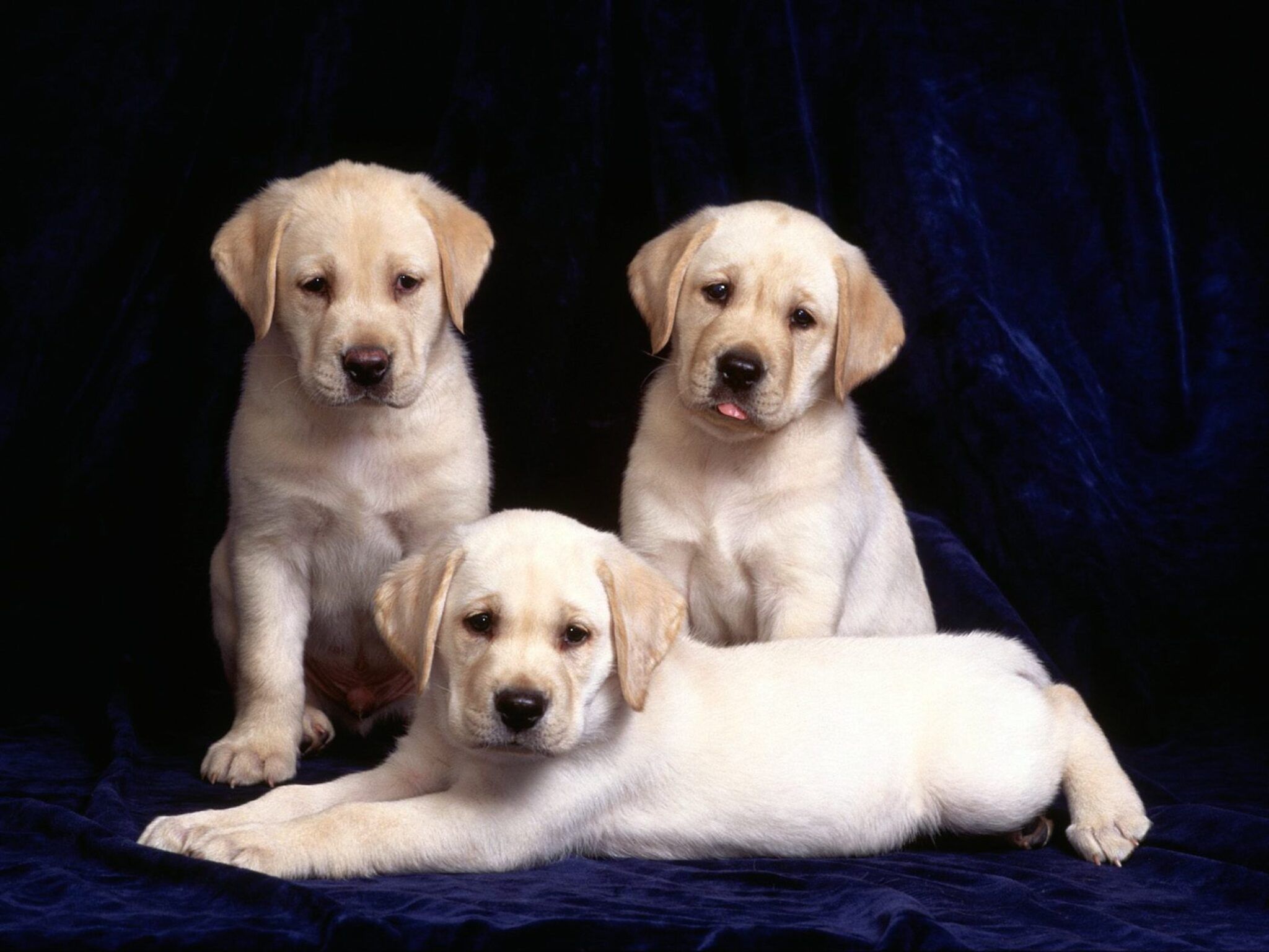 Cute Labrador Puppies Wallpaper Free HD Dog Downloads