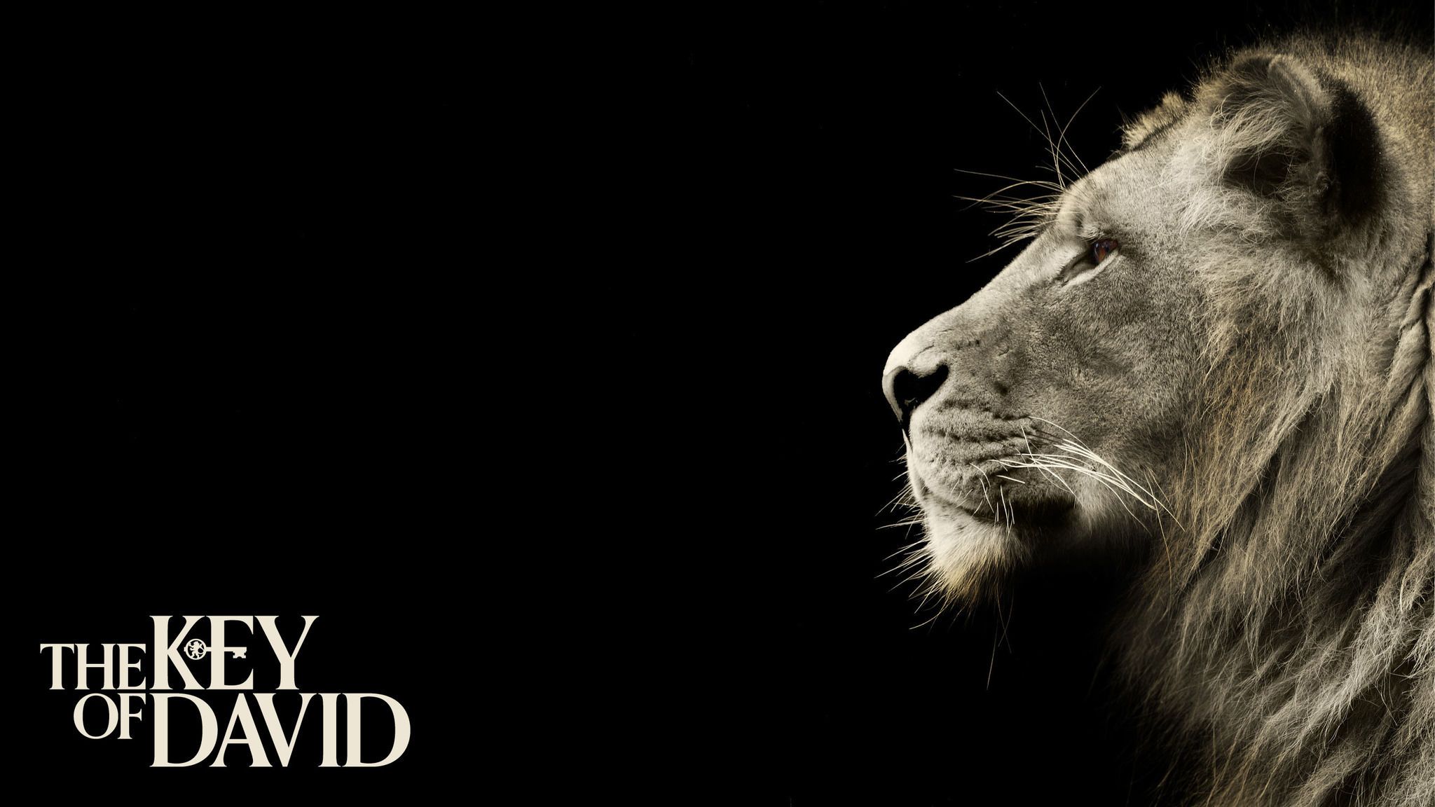 Lion Of Judah HD Wallpaper
