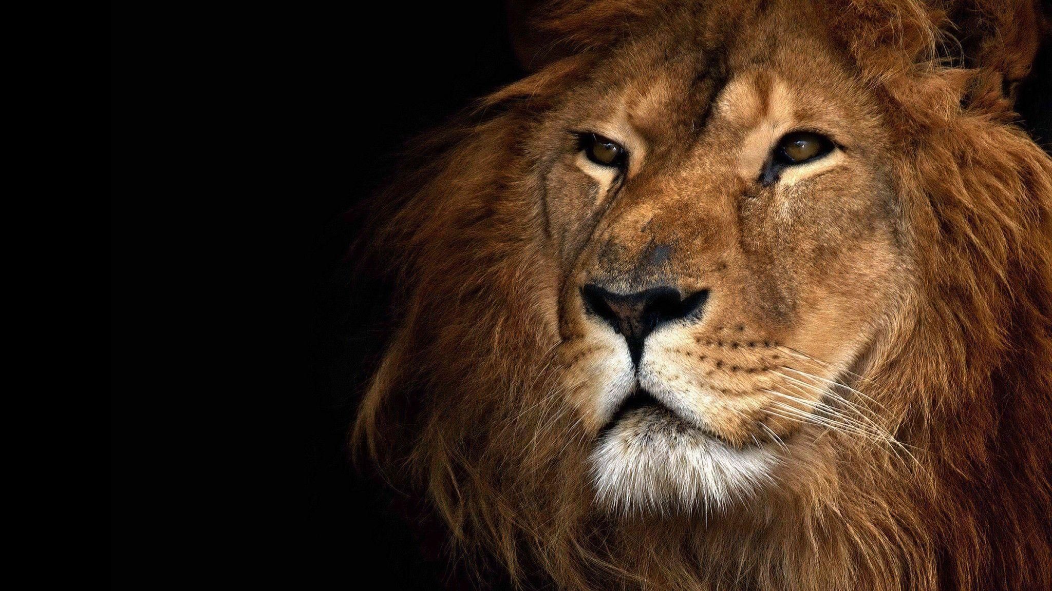 Lion HD Wallpaper and Background (32). Tribe of judah, Lion
