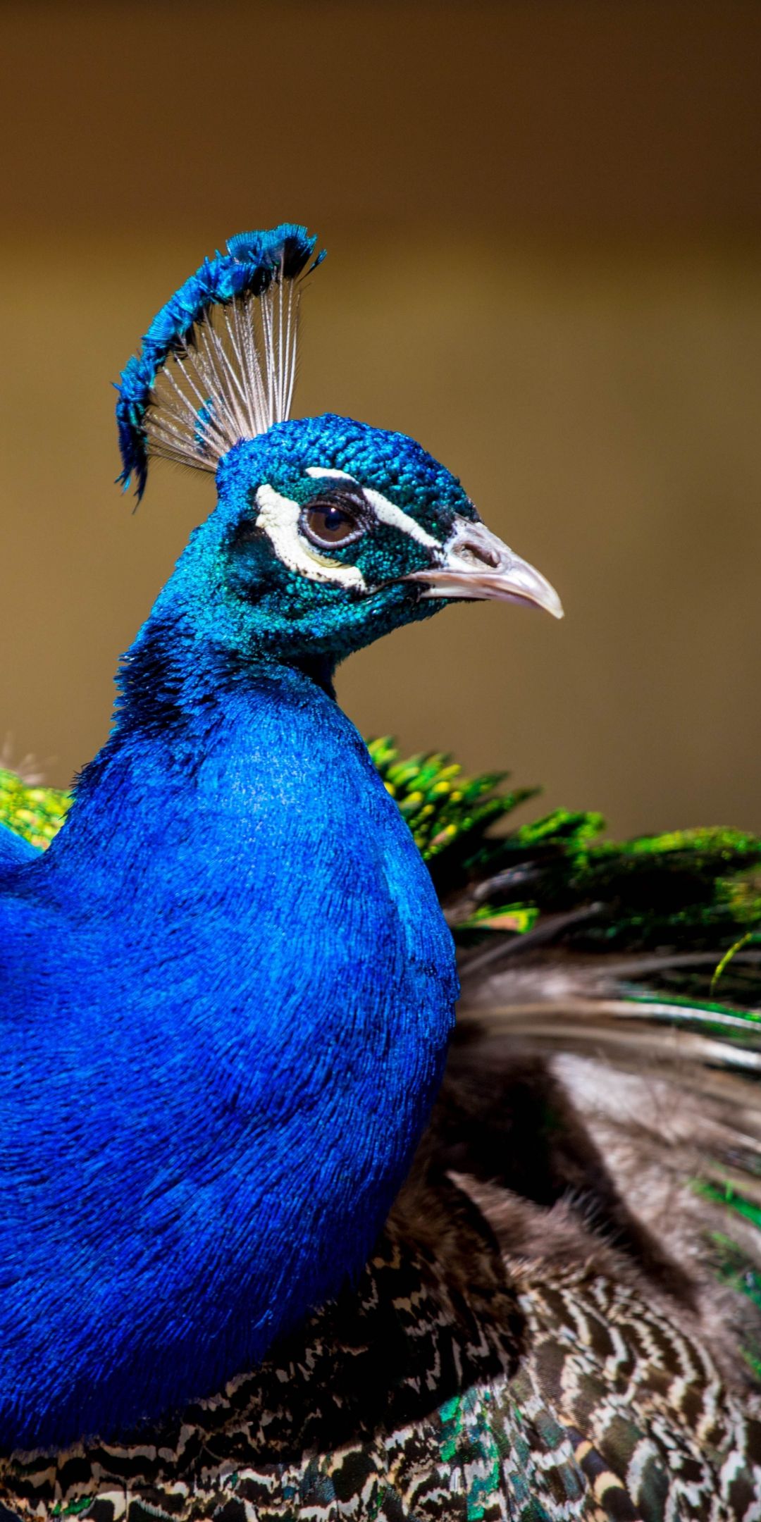 Download 1080x2160 wallpaper peacock, colorful bird, plumage