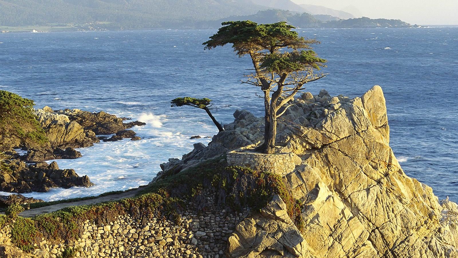 Free download Monterey Cypress for a computer widescreen desktop