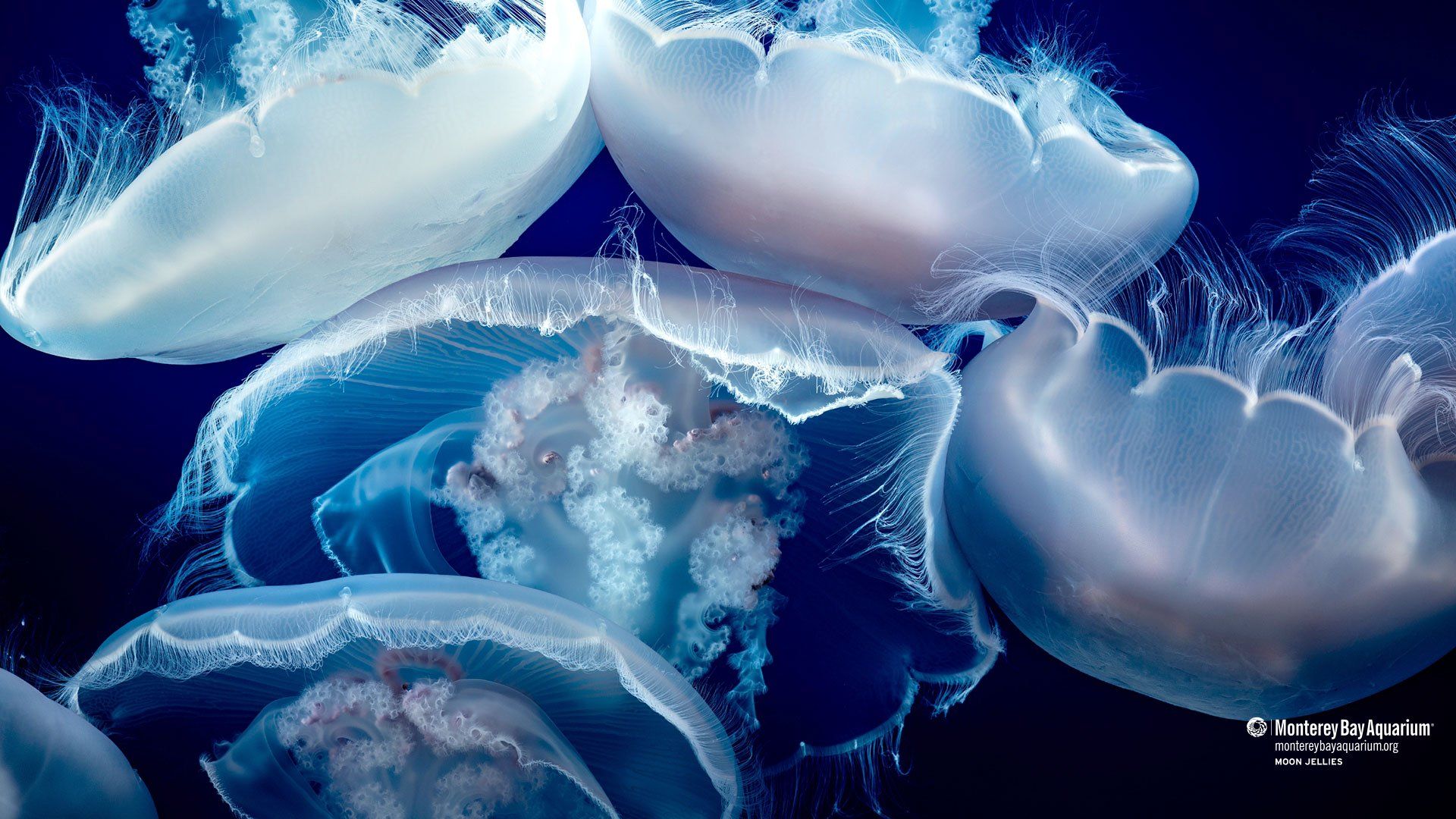 Moon jellies. Wallpaper. Monterey Bay Aquarium