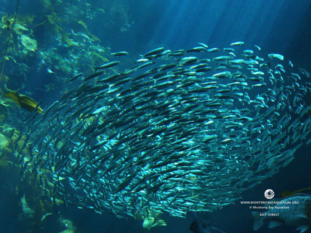 Monterey Bay Aquarium Wallpaper