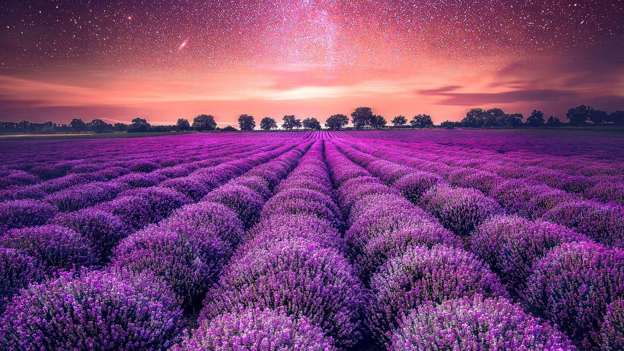 Wallpaper Lavender farm, Lavender fields, Starry sky, 4K, Nature