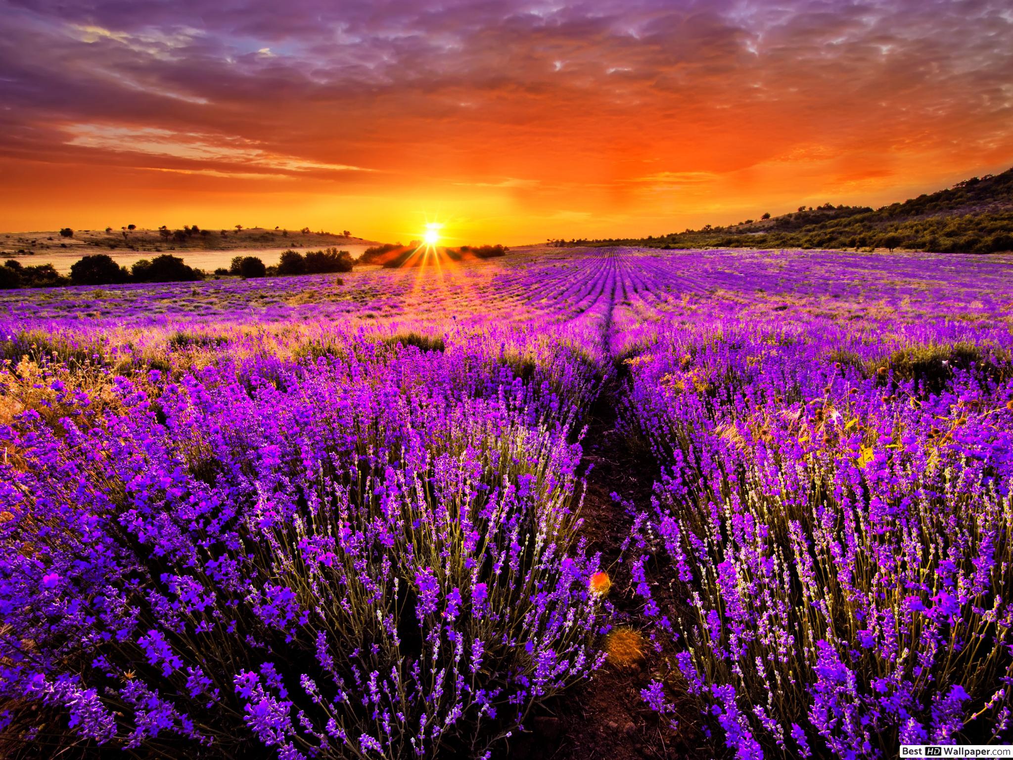 Lavender Field at Sunset HD wallpaper download