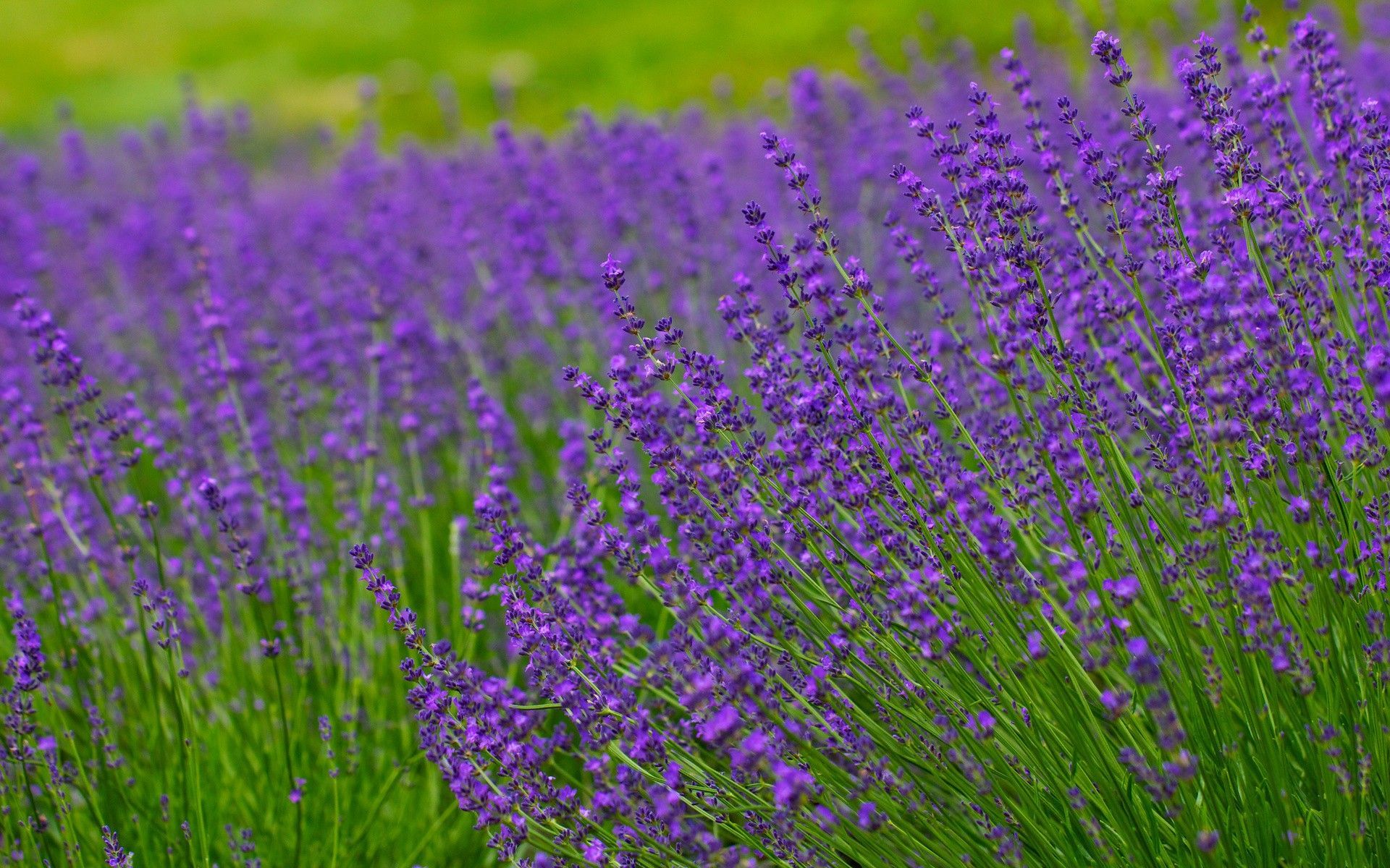Lavender field HD wallpaper background Wallpaper. Field