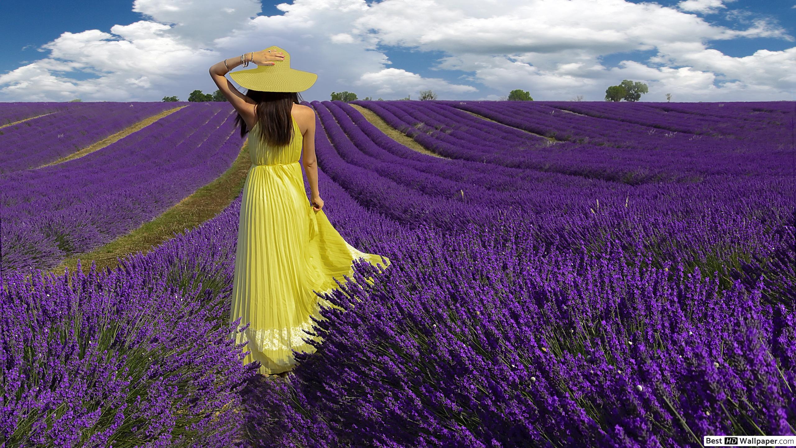 Girl in Lavender Field HD wallpaper download