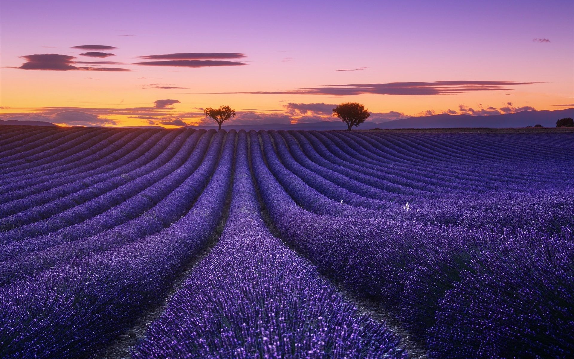 Wallpaper Lavender field, flowers, trees, sunset 1920x1200 HD