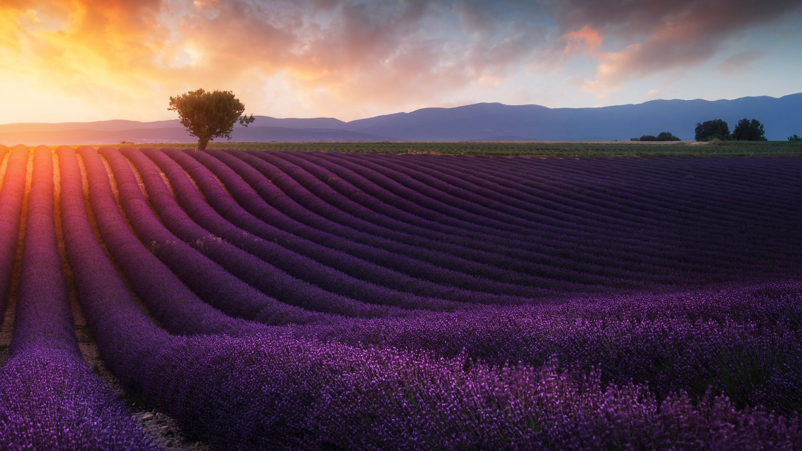 Wallpaper Lavender farm, Sunrise, Morning, Lavender fields