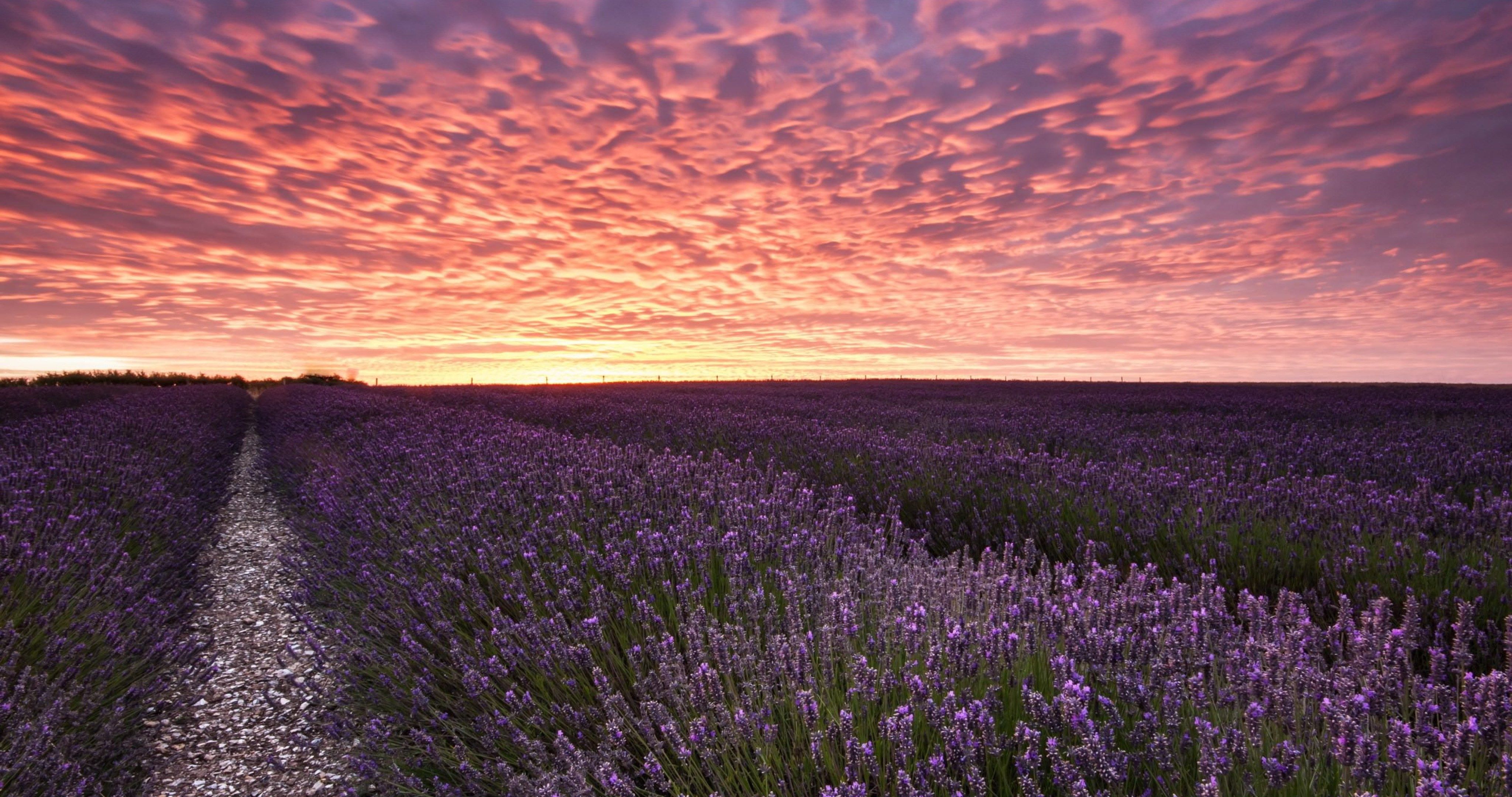 field with lavender 4k ultra HD wallpaper High quality walls