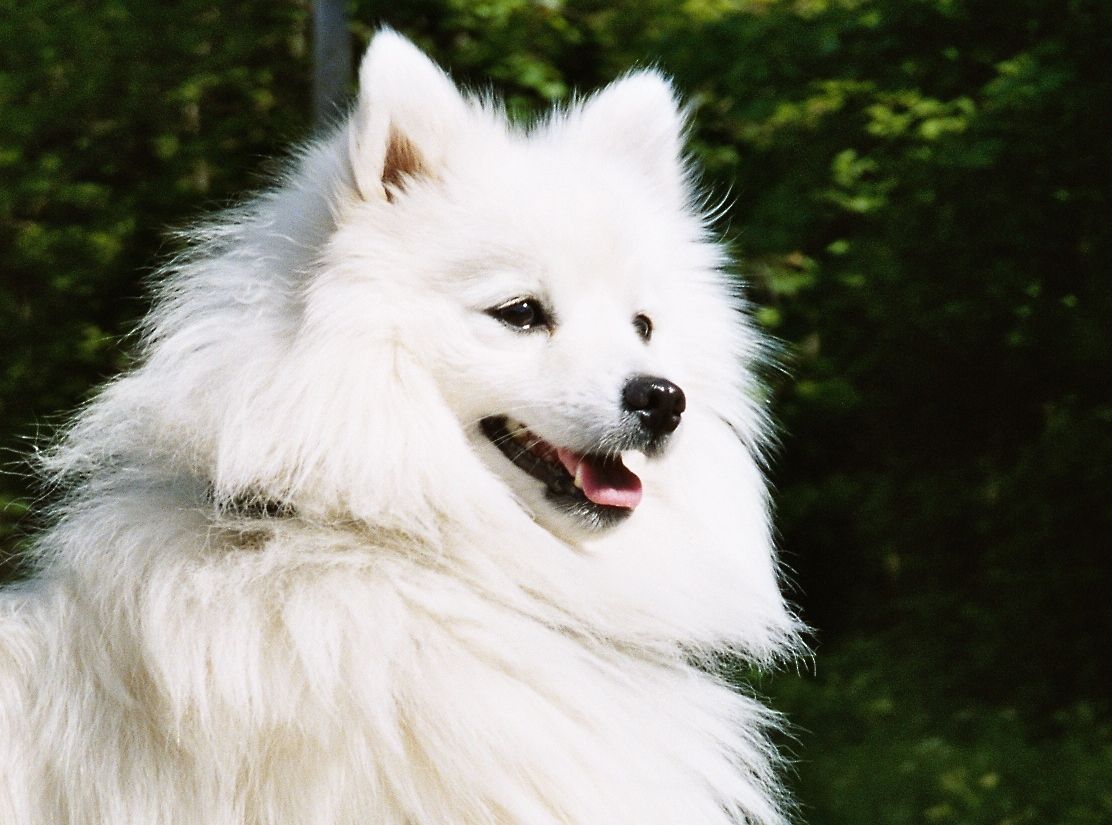 Japanese Spitz Wallpaper. Eskimo Spitz