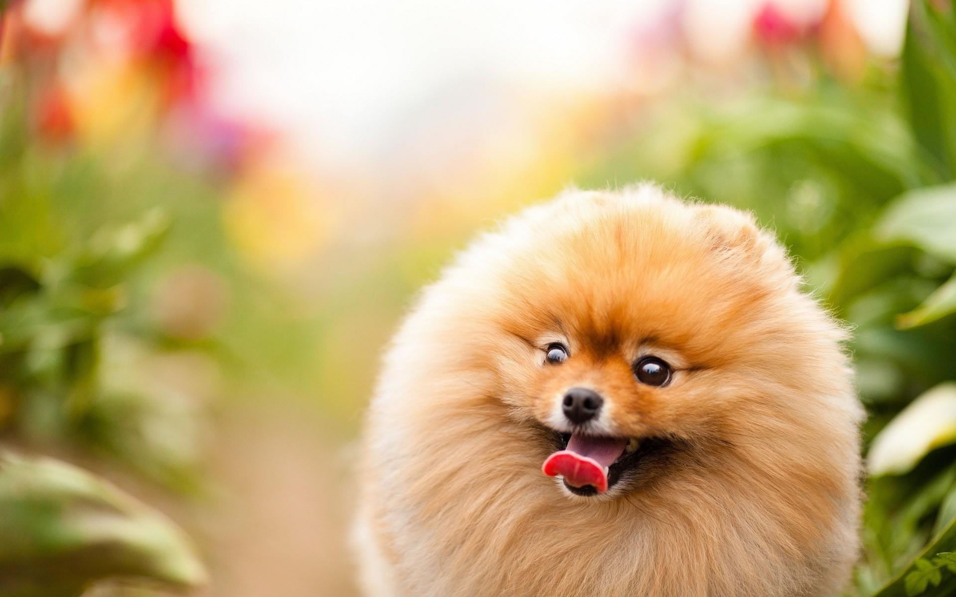 Download wallpaper Pomeranian Spitz, muzzle, dogs, Spitz, flowers, cute animals, pets, Pomeranian for desktop with resolution 1920x1200. High Quality HD picture wallpaper