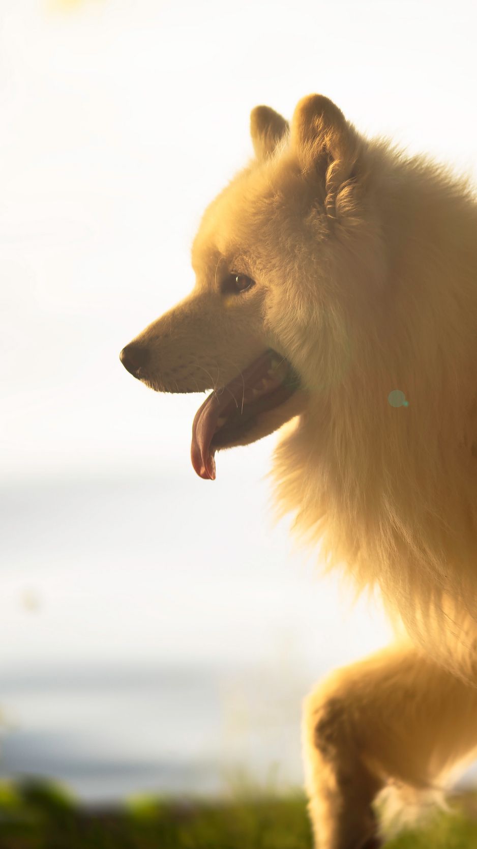 Download wallpaper 938x1668 japanese spitz, dog, white, fluffy