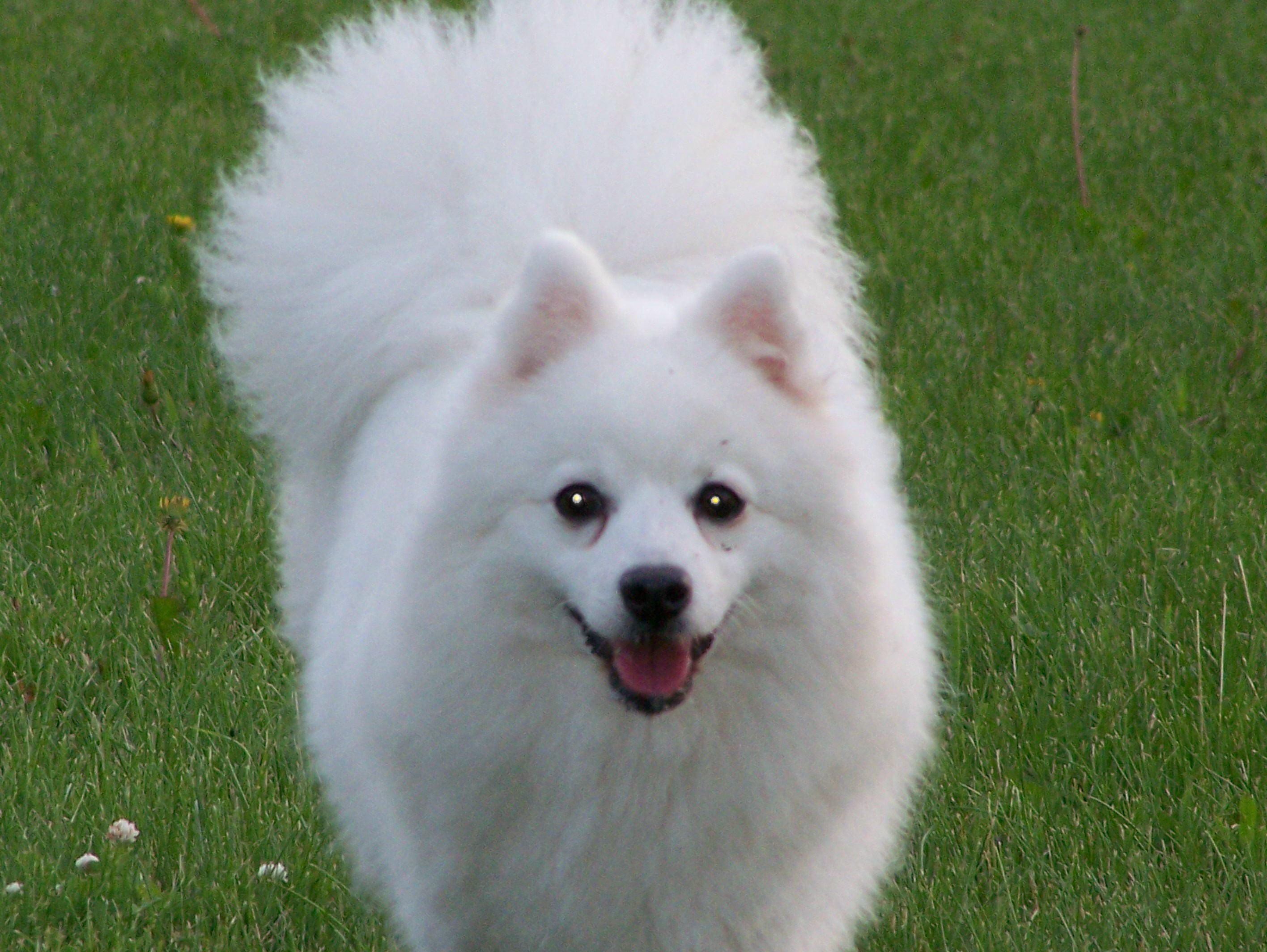 Japanese Spitz Wallpaper. Eskimo Spitz
