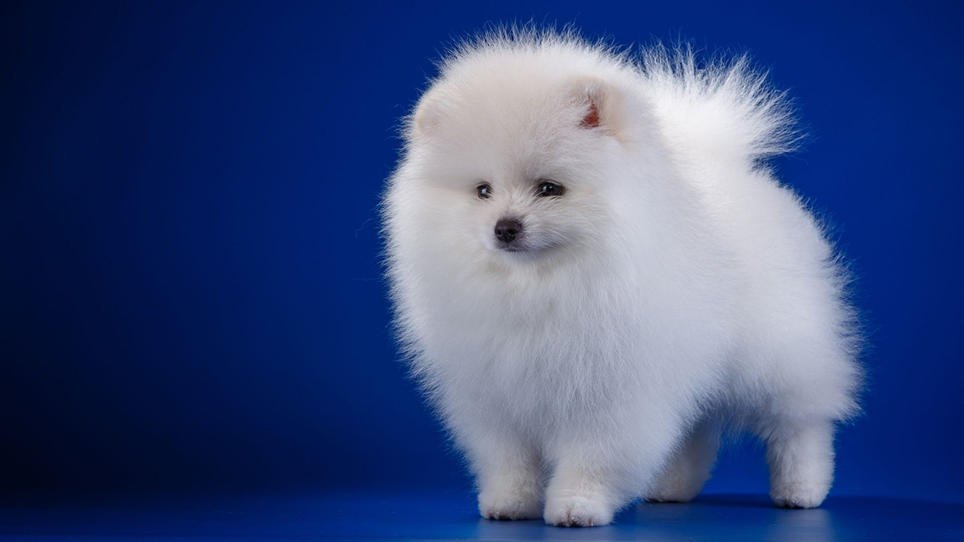 image Spitz Dogs White animal 1920x1080