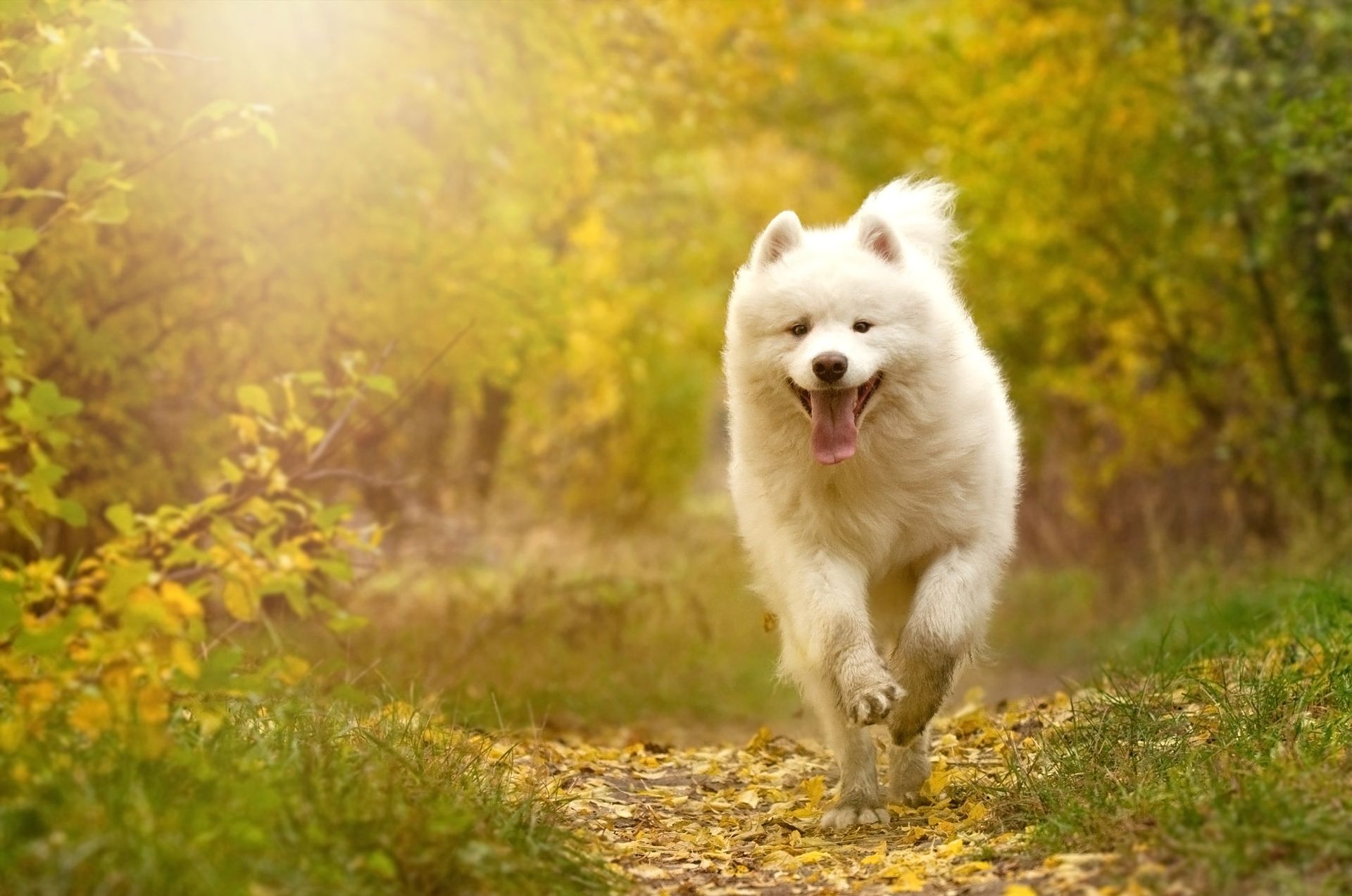 Cute Japanese Spitz HD Wallpaper 52760